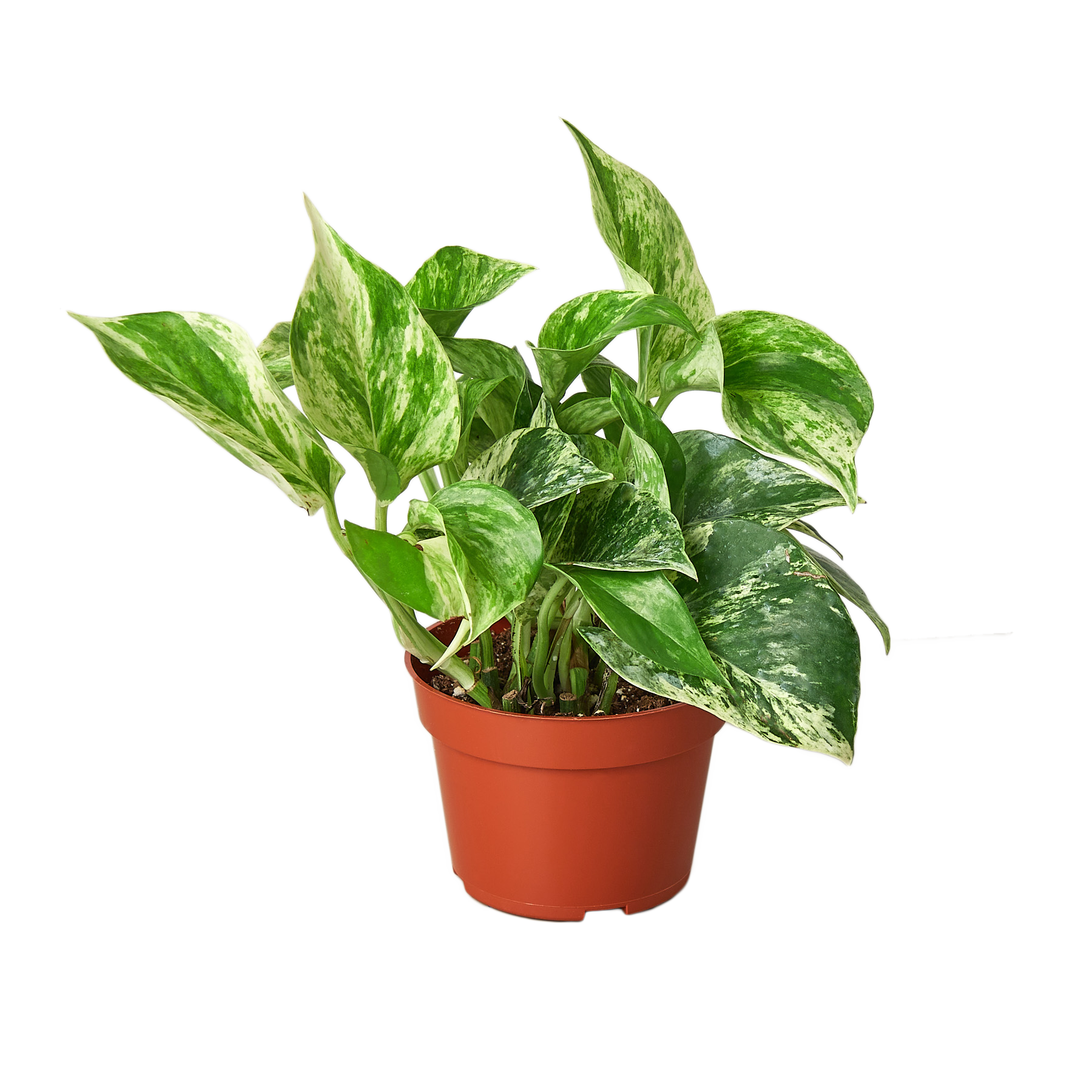 Pothos 'Marble Queen' plant in a brown pot, featuring variegated green and white leaves.