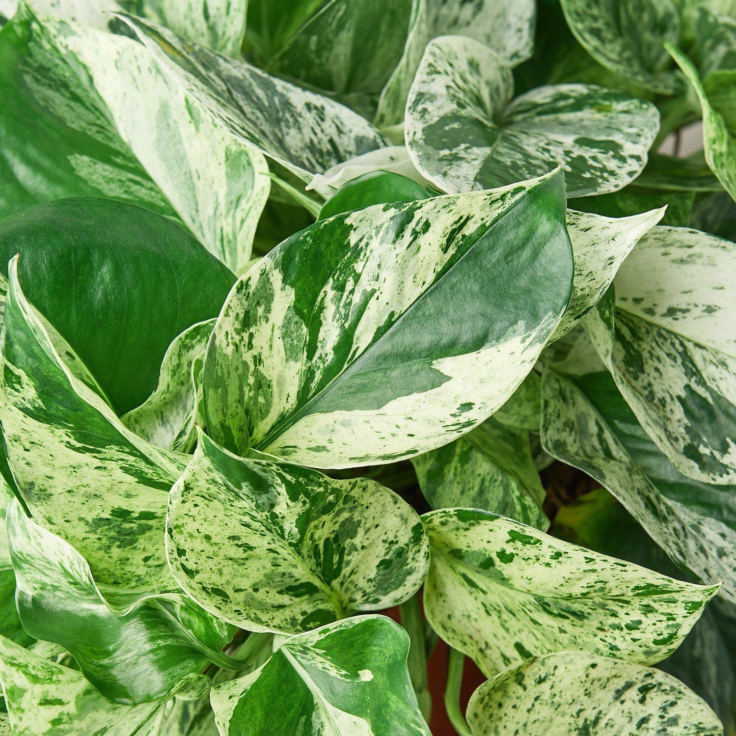 Close-up of a Marble Queen Pothos plant with variegated green and white leaves.