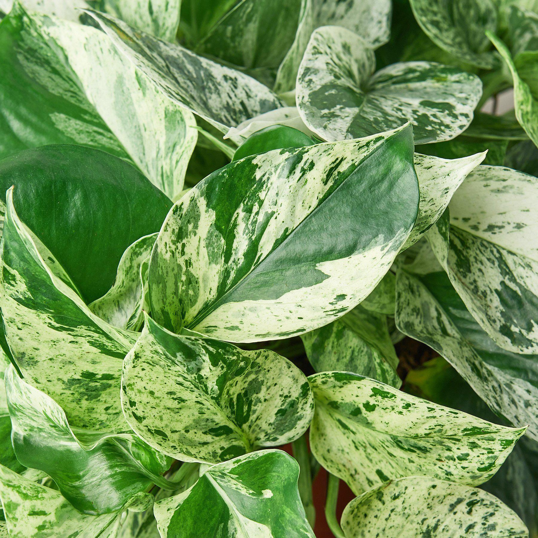 Close-up of a Marble Queen Pothos plant with variegated green and white leaves.