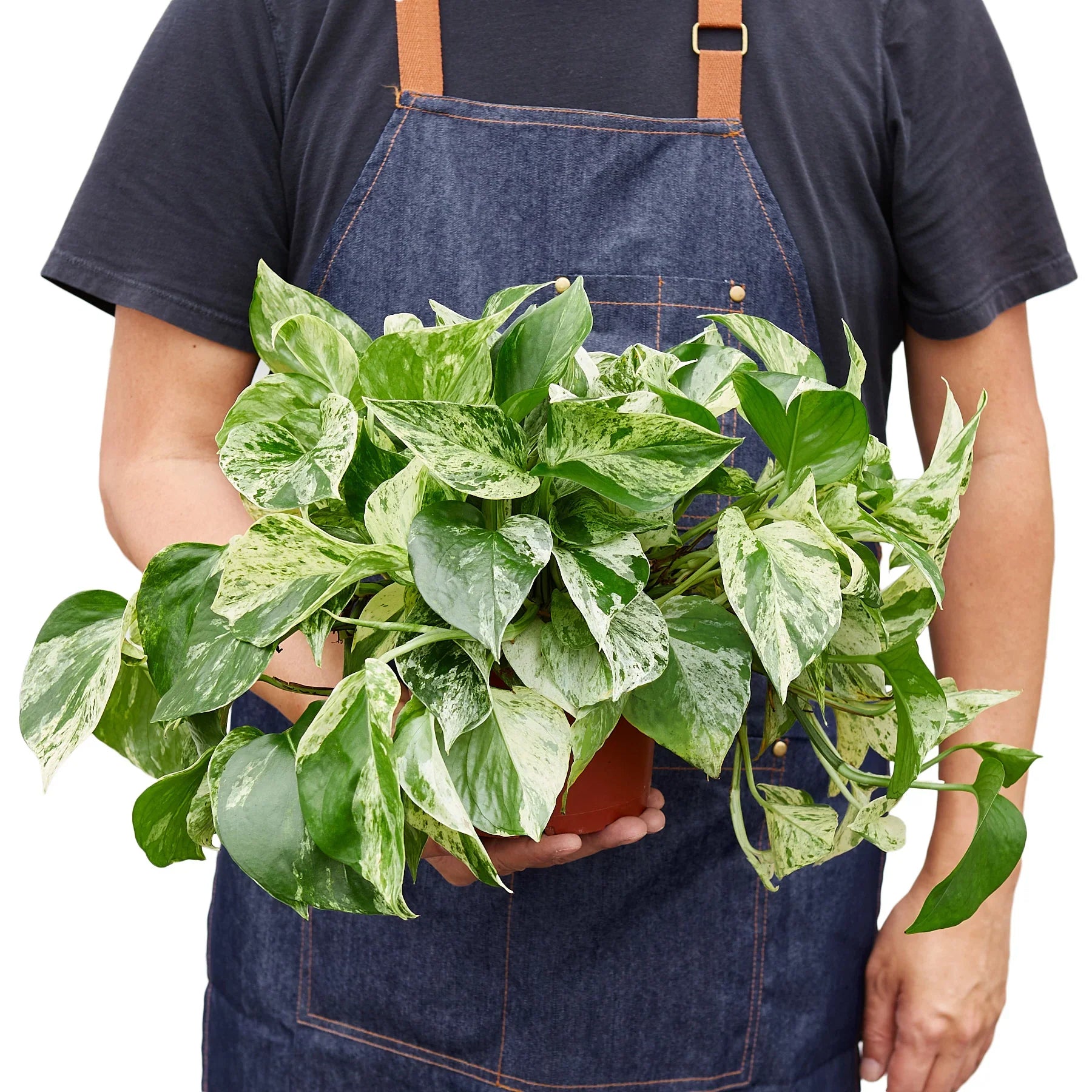 Person in denim apron holding a potted Marble Queen Pothos with green and white variegated leaves.