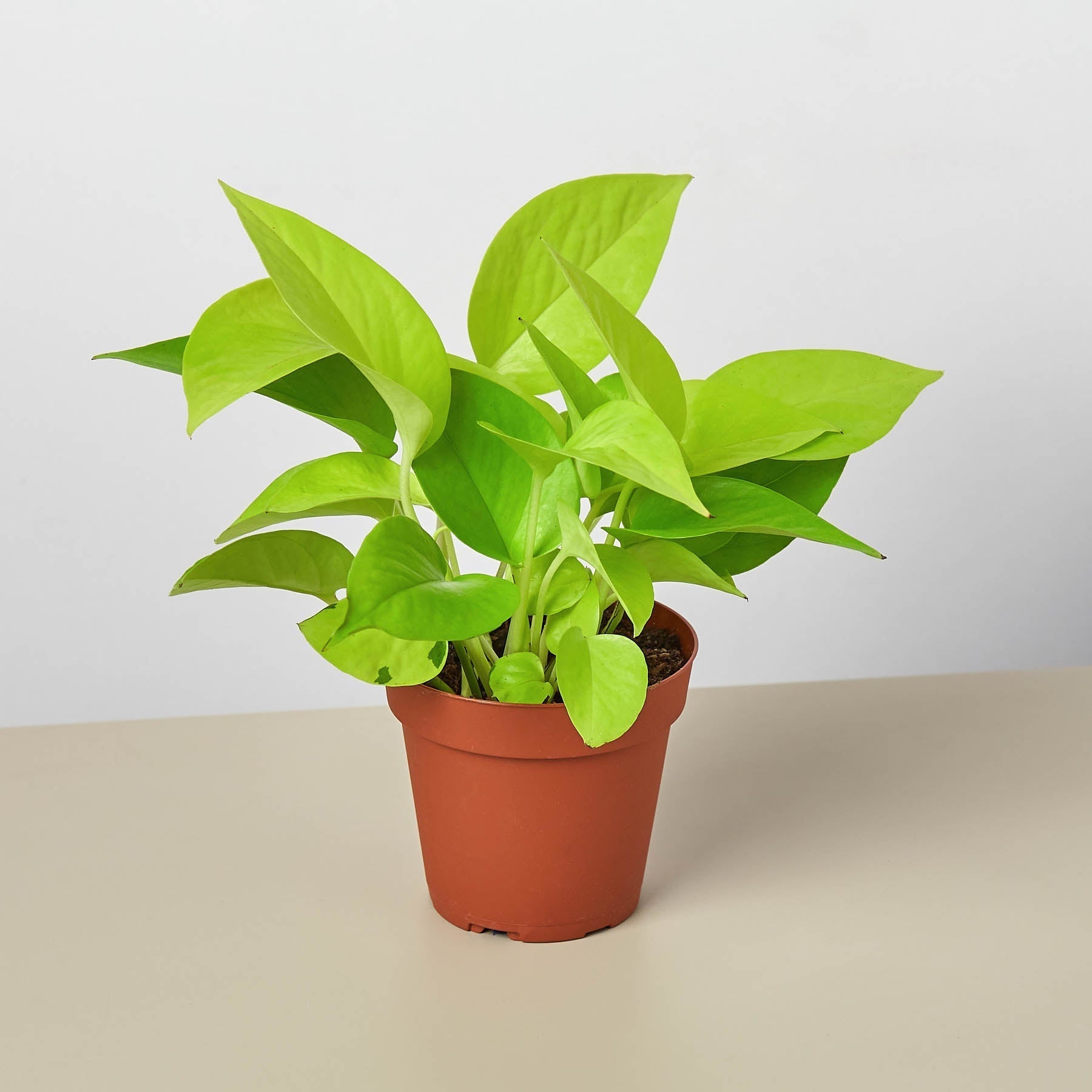 Vibrant neon green Pothos plant in a small brown pot, ideal for trailing.