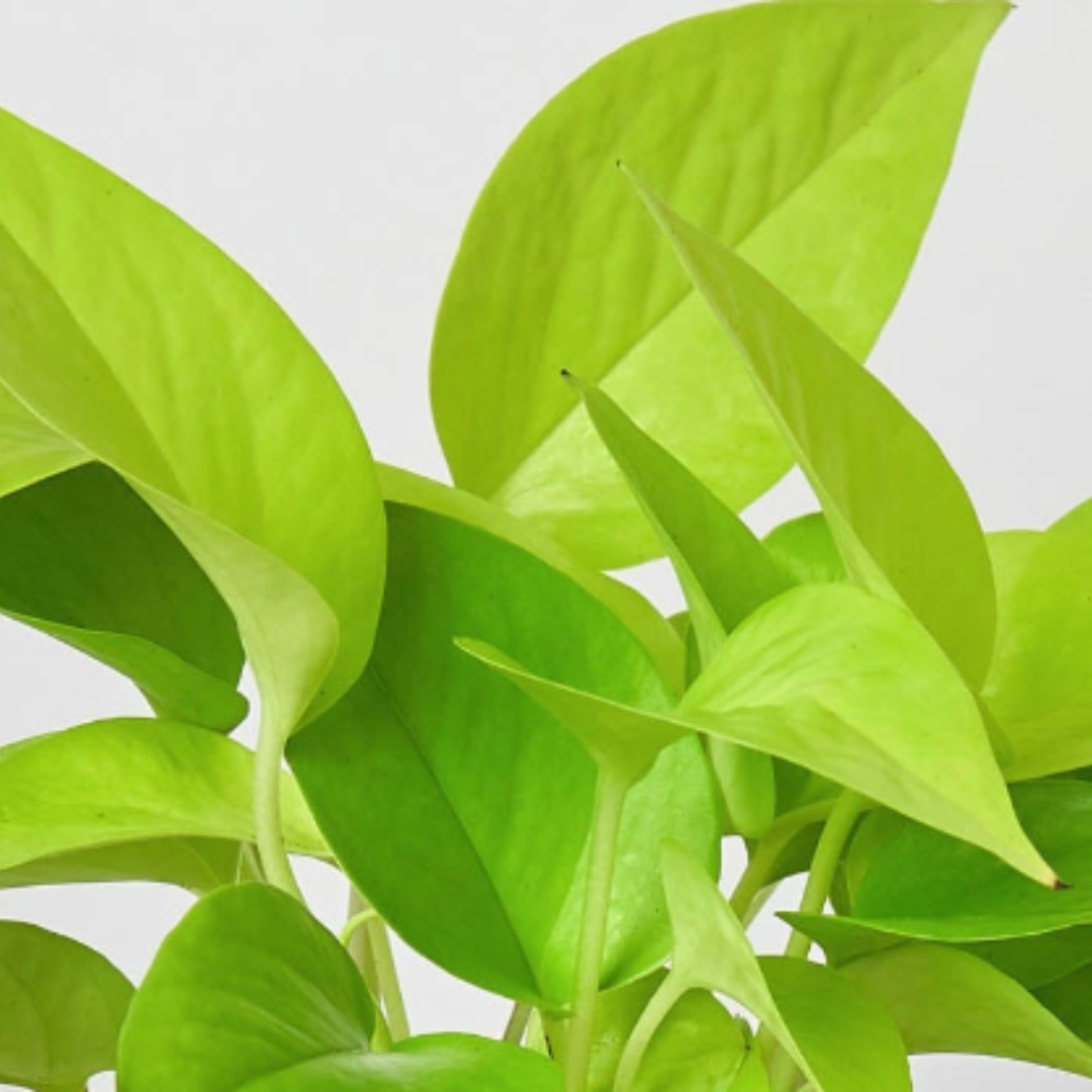 Vibrant neon-green Pothos 'Neon' plant with large, glossy leaves.