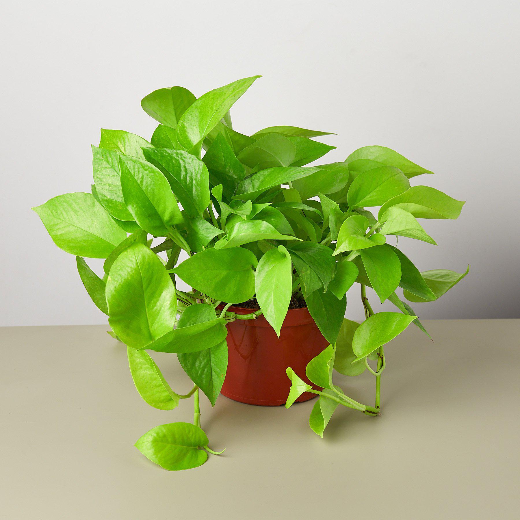 Vibrant Pothos 'Neon' plant with glowing neon-green foliage in a brown pot, trailing over a light surface.