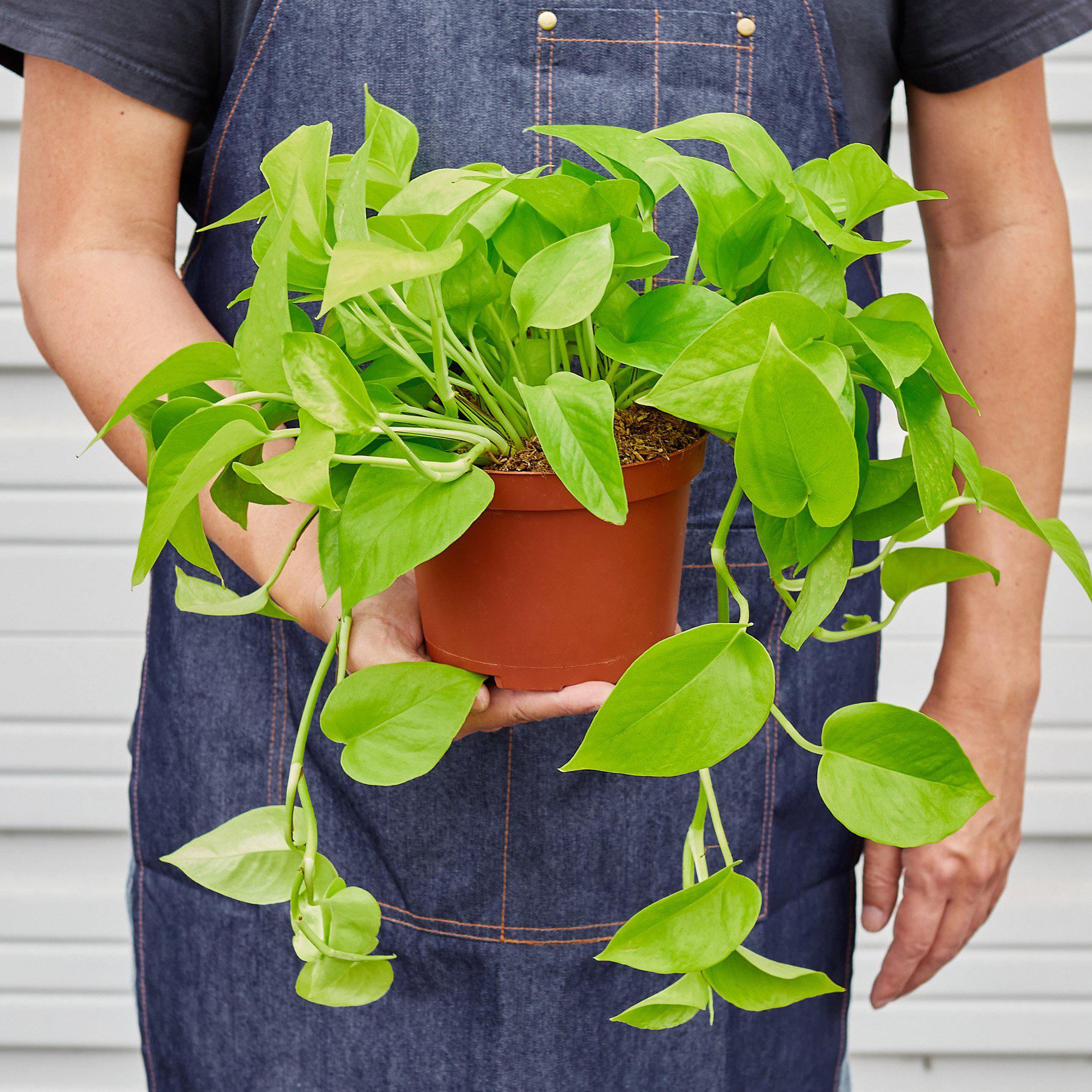 Person in denim apron holding a potted Pothos 'Neon' plant with vibrant, glowing neon-green foliage.