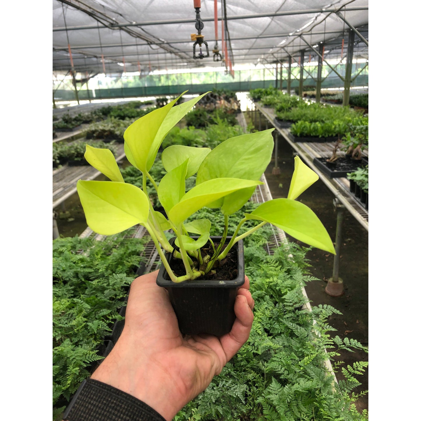 Hand holding a small potted Pothos 'Neon' plant with vibrant, glowing neon-green foliage in a greenhouse.