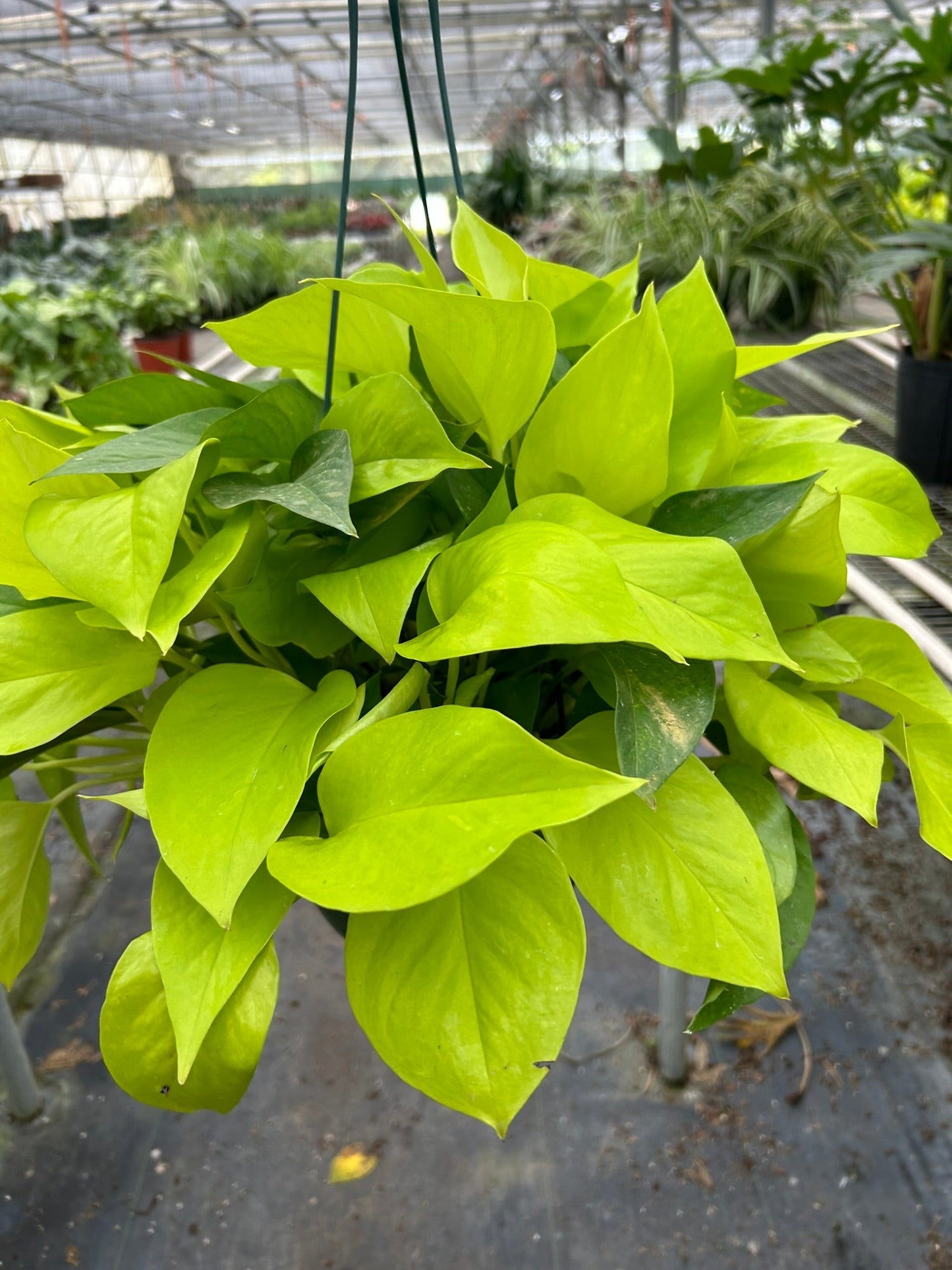 Vibrant neon-green Pothos 'Neon' plant with lush, glowing foliage in a hanging basket.