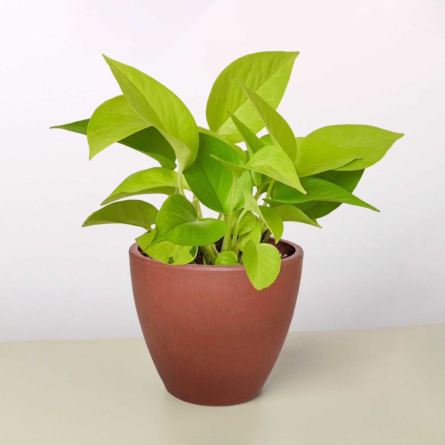 Vibrant neon-green Pothos plant in a brown terracotta pot.