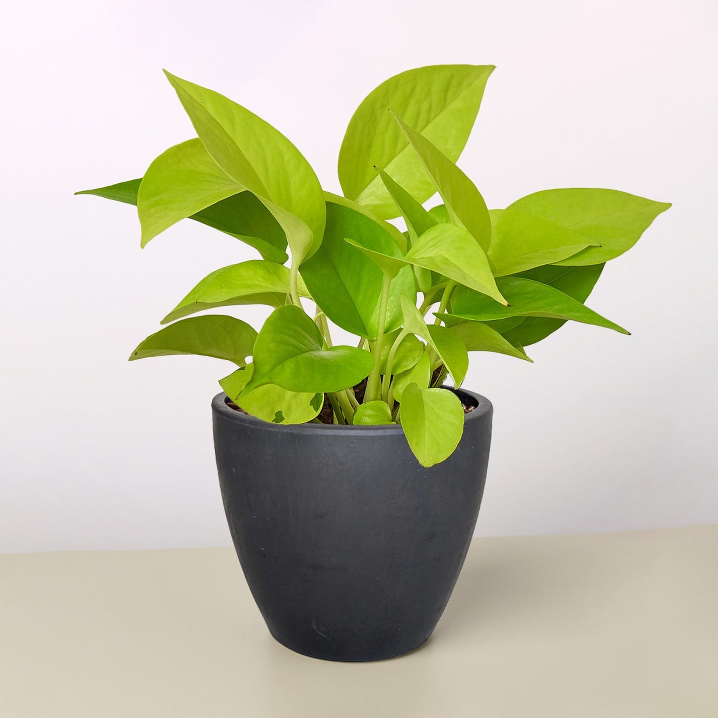 Vibrant neon green Pothos plant in a dark gray, textured pot.