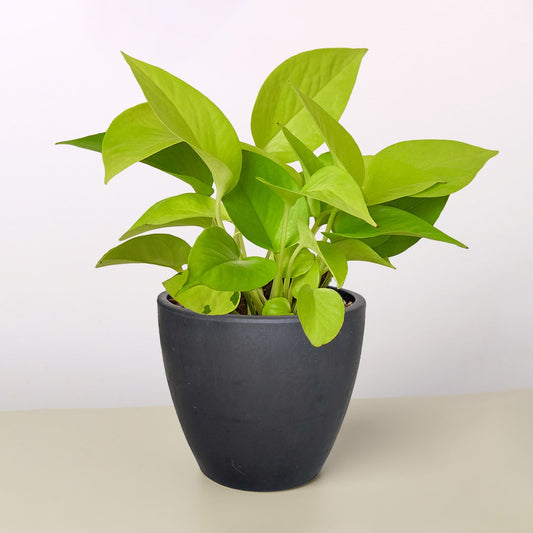 Vibrant neon green Pothos plant in a dark gray, textured pot.