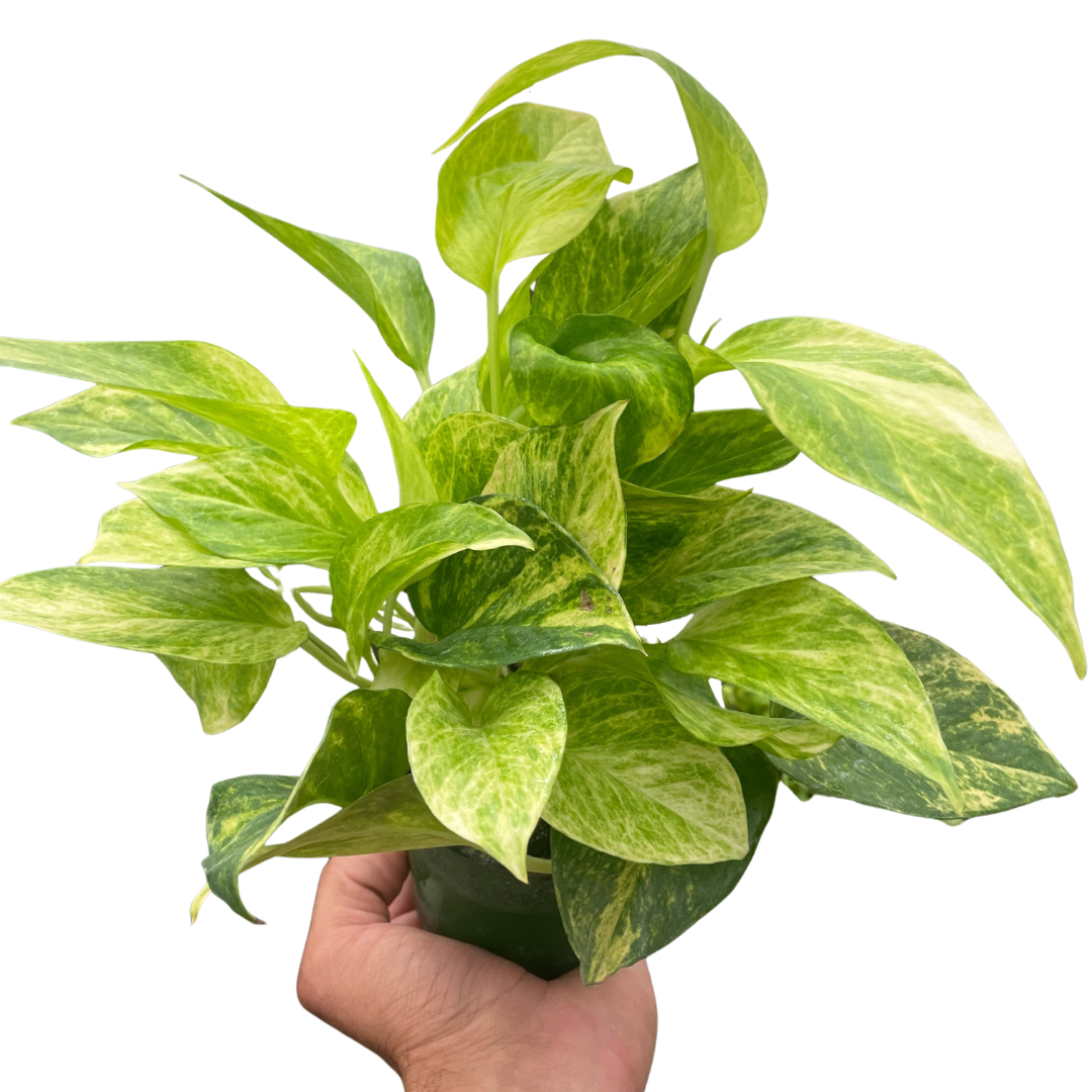 Hand holding a Pothos 'Neon Queen' plant with dark green and chartreuse marbled leaves.