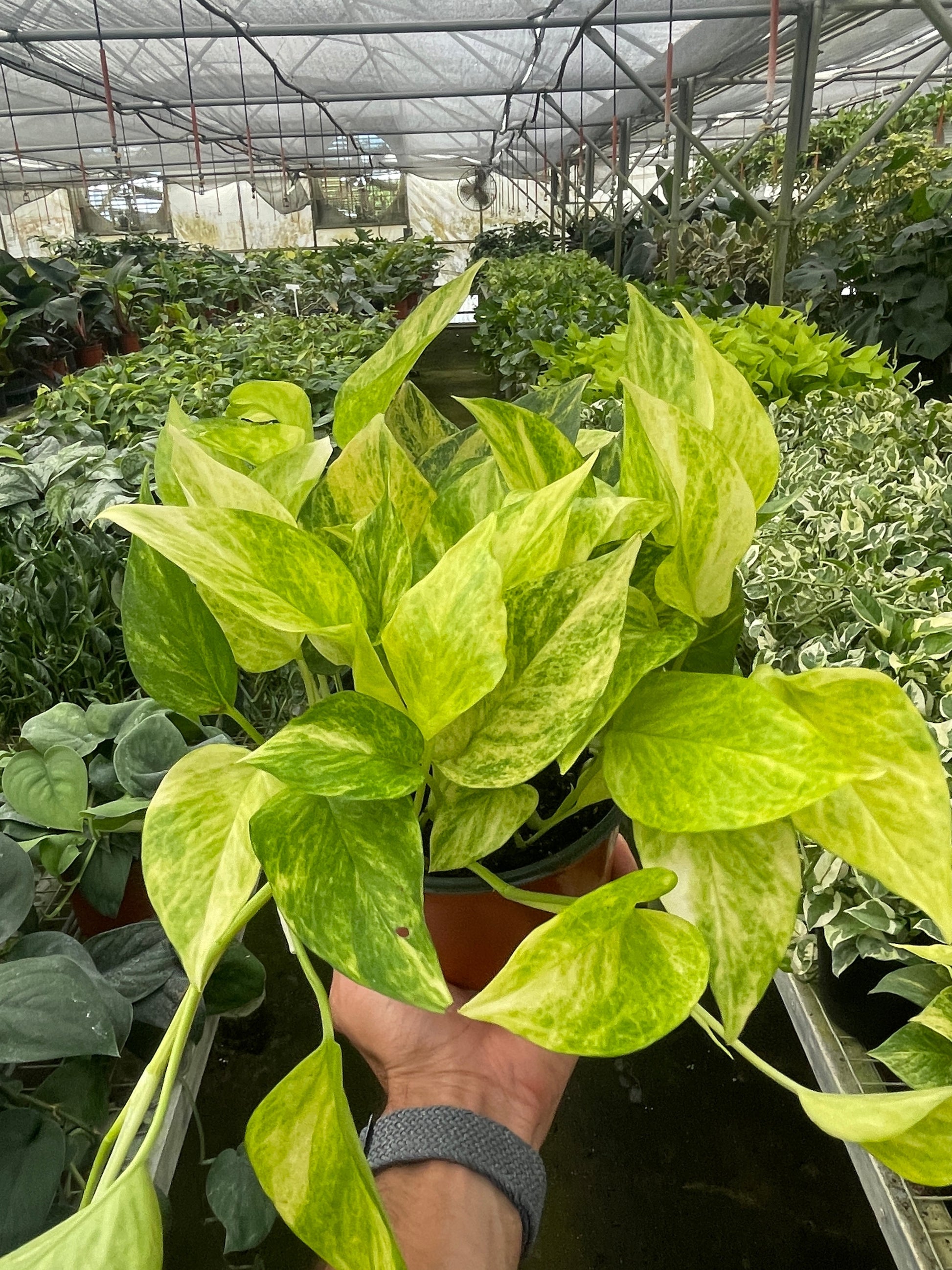 Hand holding a Pothos 'Neon Queen' plant with dark green and chartreuse marbled leaves.