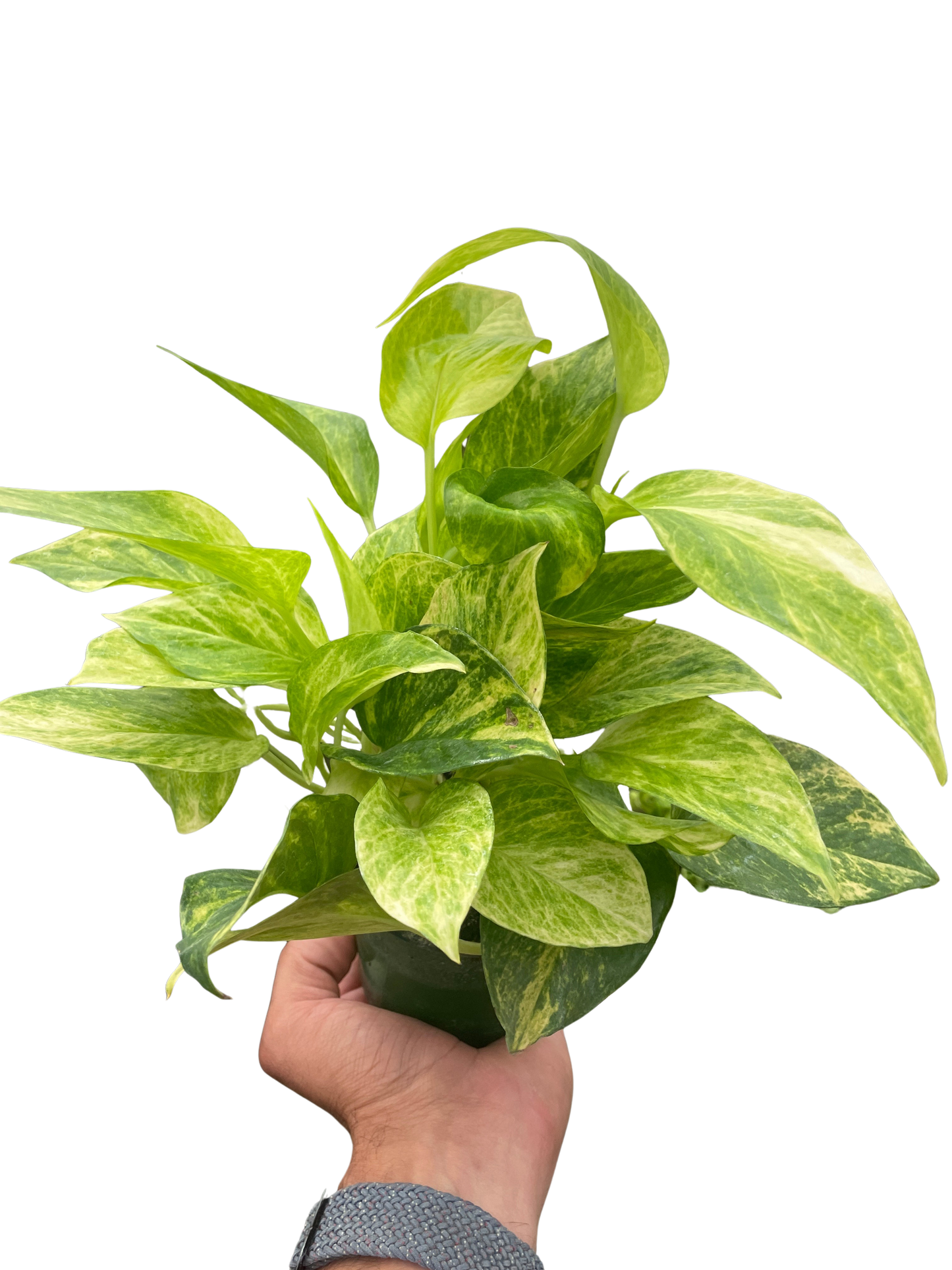 Hand holding a Pothos 'Neon Queen' plant with dark green and chartreuse marbled leaves.