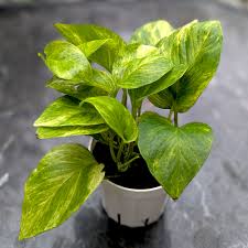 Pothos 'Neon Queen' plant with dark green leaves and chartreuse marbled variegation in a white pot.