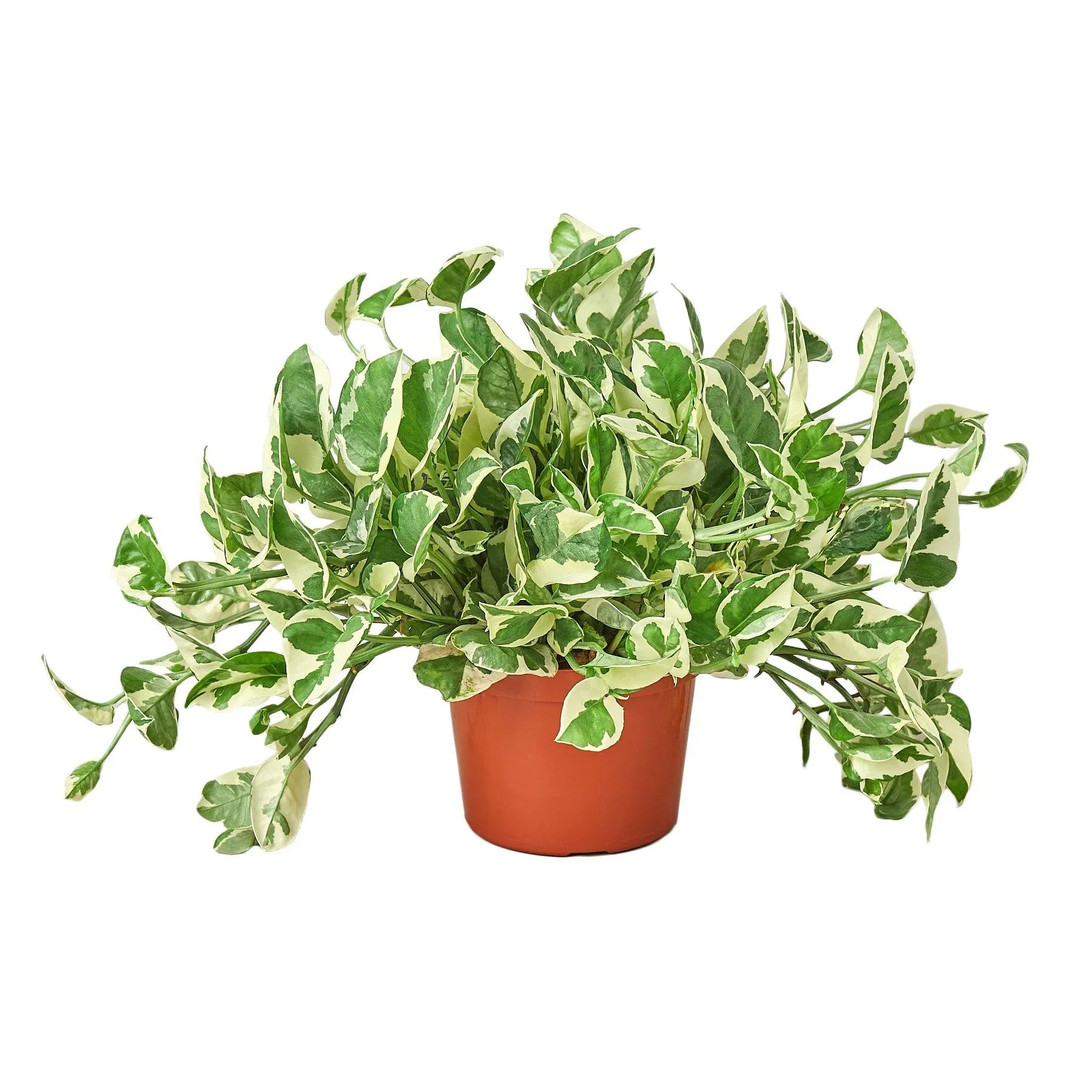 Pothos 'N'joy' plant in a brown pot, featuring green leaves with tanish white edges.