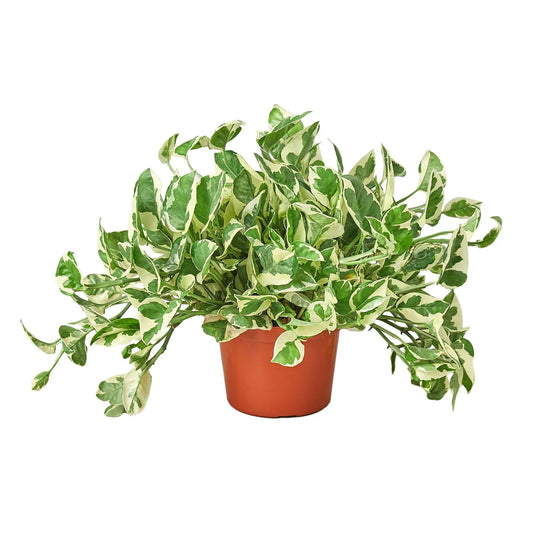 Pothos 'N'joy' plant in a brown pot, featuring green leaves with tanish white edges.
