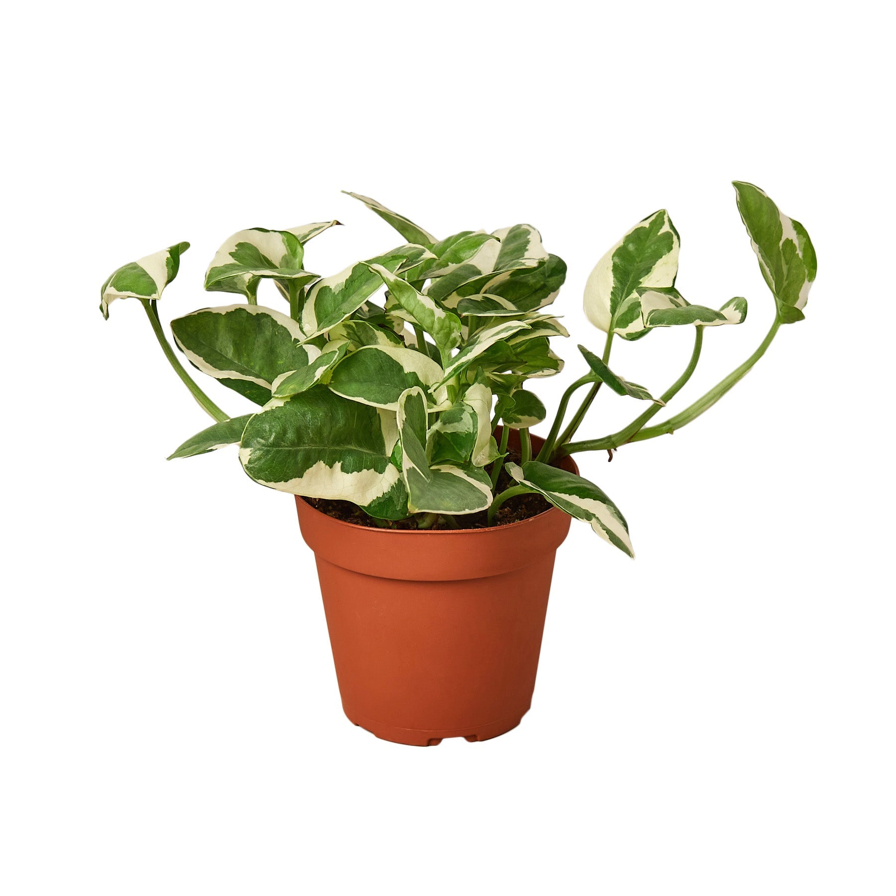 Pothos 'N'joy' plant in a brown pot, featuring green leaves with tanish white edges.