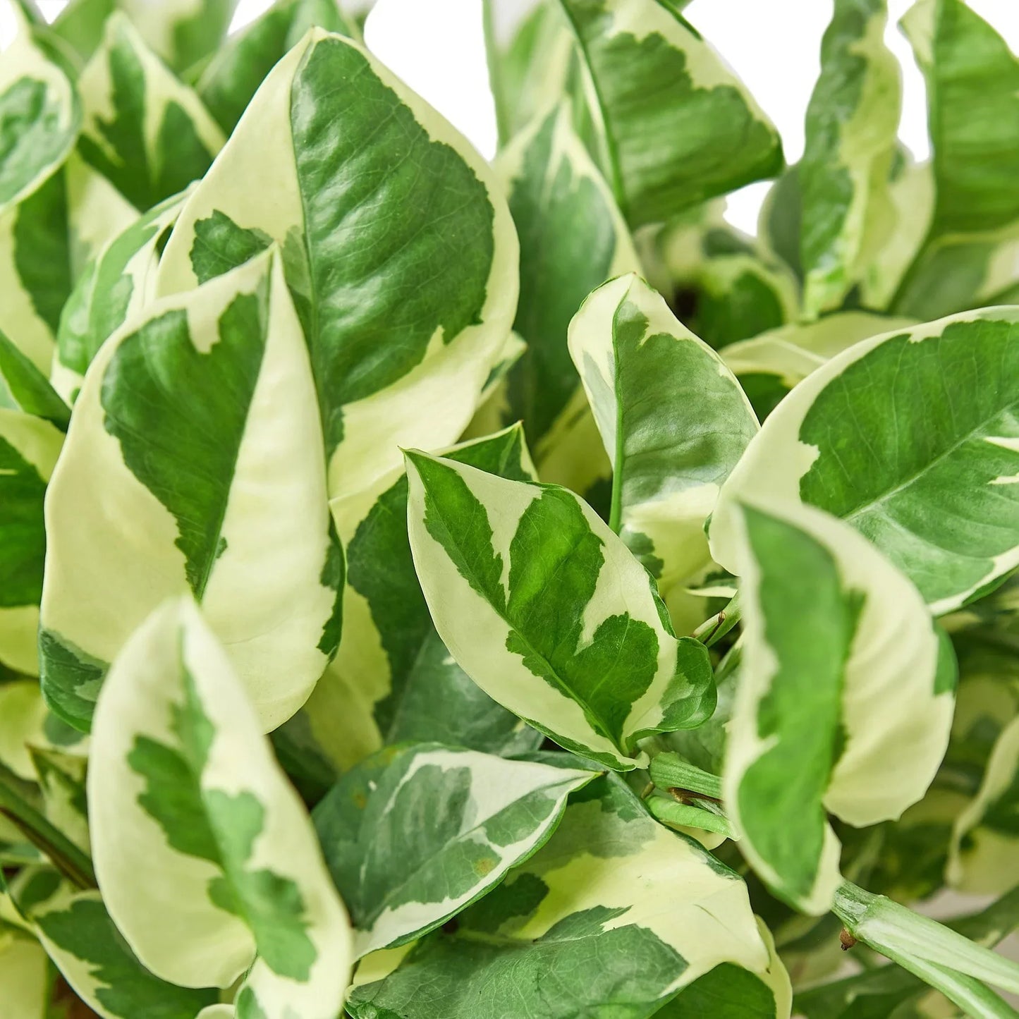 Close-up of Pothos 'N'joy' plant with green and tanish-white variegated, rounded leaves.