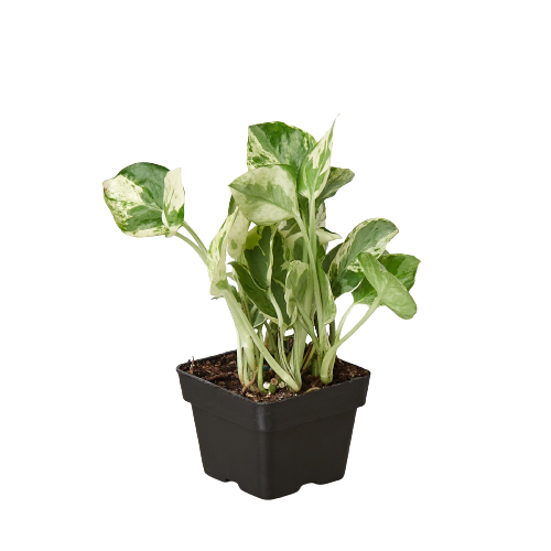 Pothos 'N'joy' plant in a black pot, with green and tanish-white variegated leaves.
