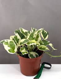 Pothos 'N'joy' plant in a brown pot, featuring green and tanish-white variegated leaves.