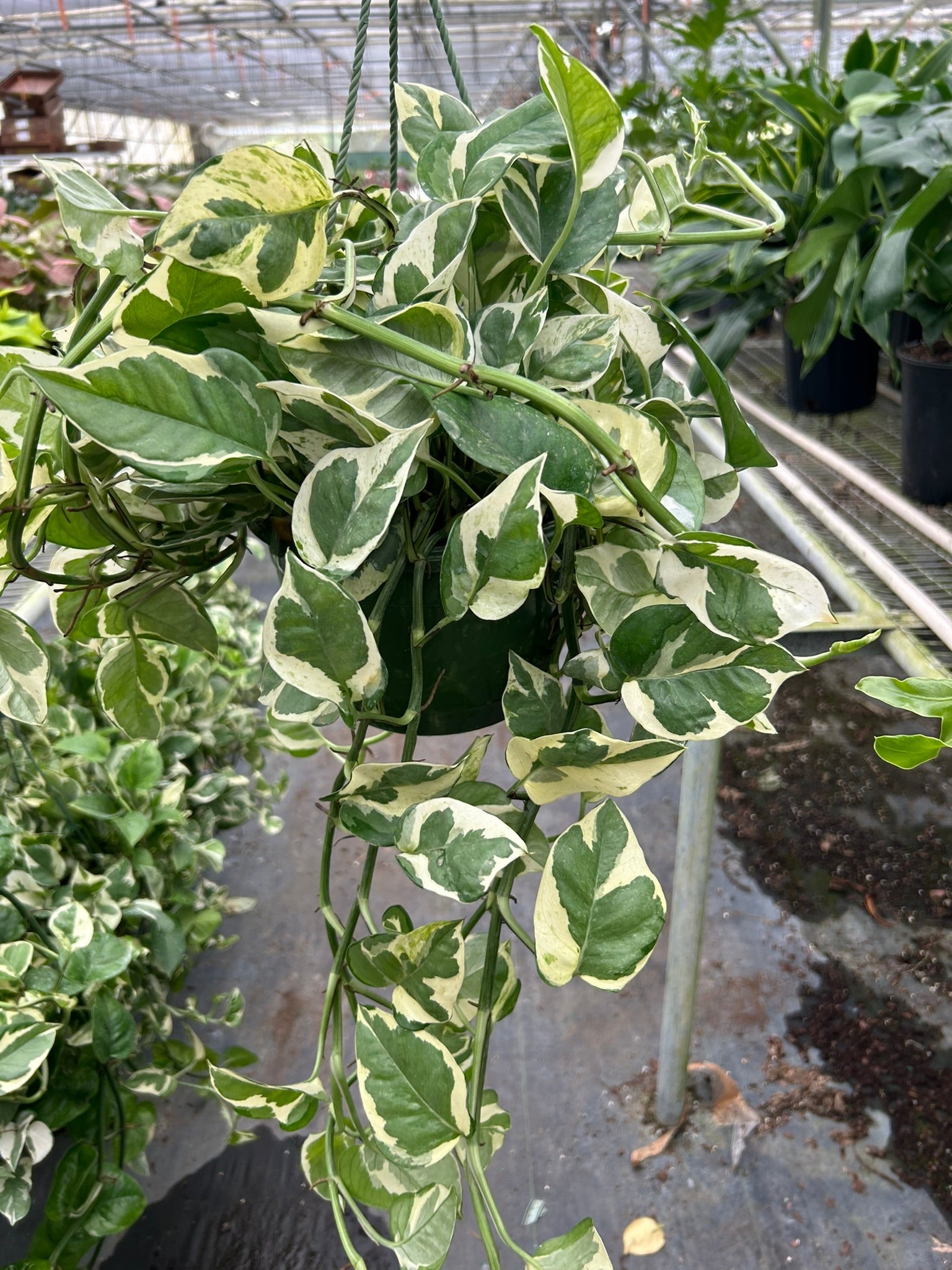 Hanging Pothos 'N'joy' plant with green and tanish-white variegated leaves in a dark pot.