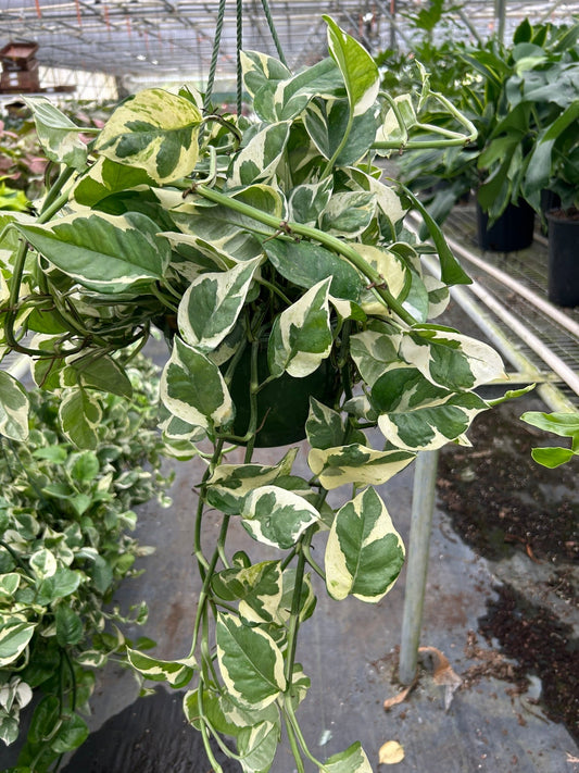Hanging Pothos 'N'joy' plant with green and tanish-white variegated leaves in a dark pot.