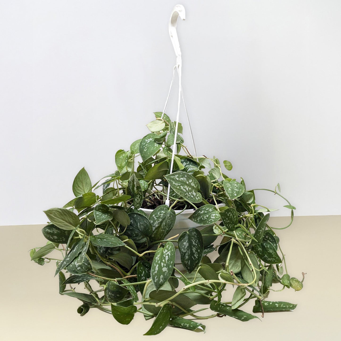 Pothos 'Satin' hanging plant with dark-green, silver-splashed heart-shaped leaves.
