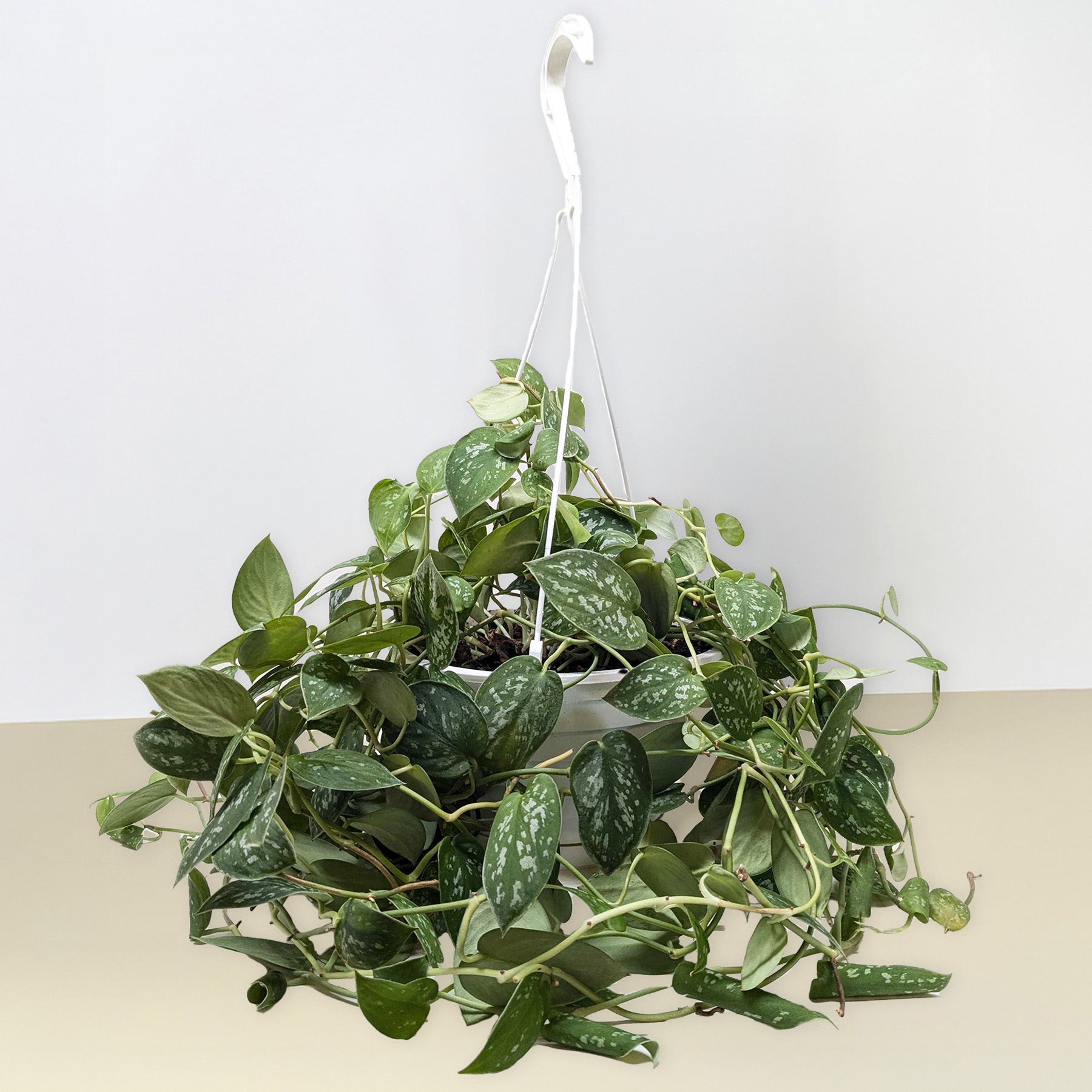 Pothos 'Satin' hanging plant with dark-green, silver-splashed heart-shaped leaves.
