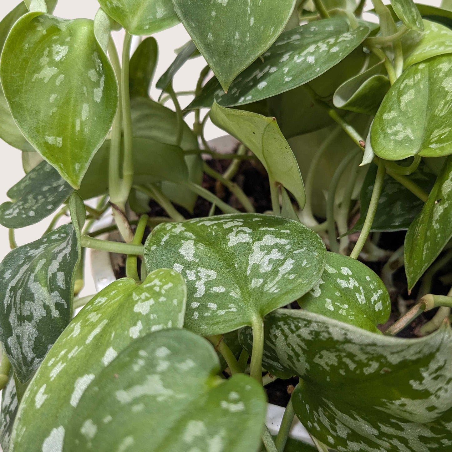 Close-up of a Pothos 'Satin' plant with heart-shaped, dark-green leaves splashed with silvery gray.