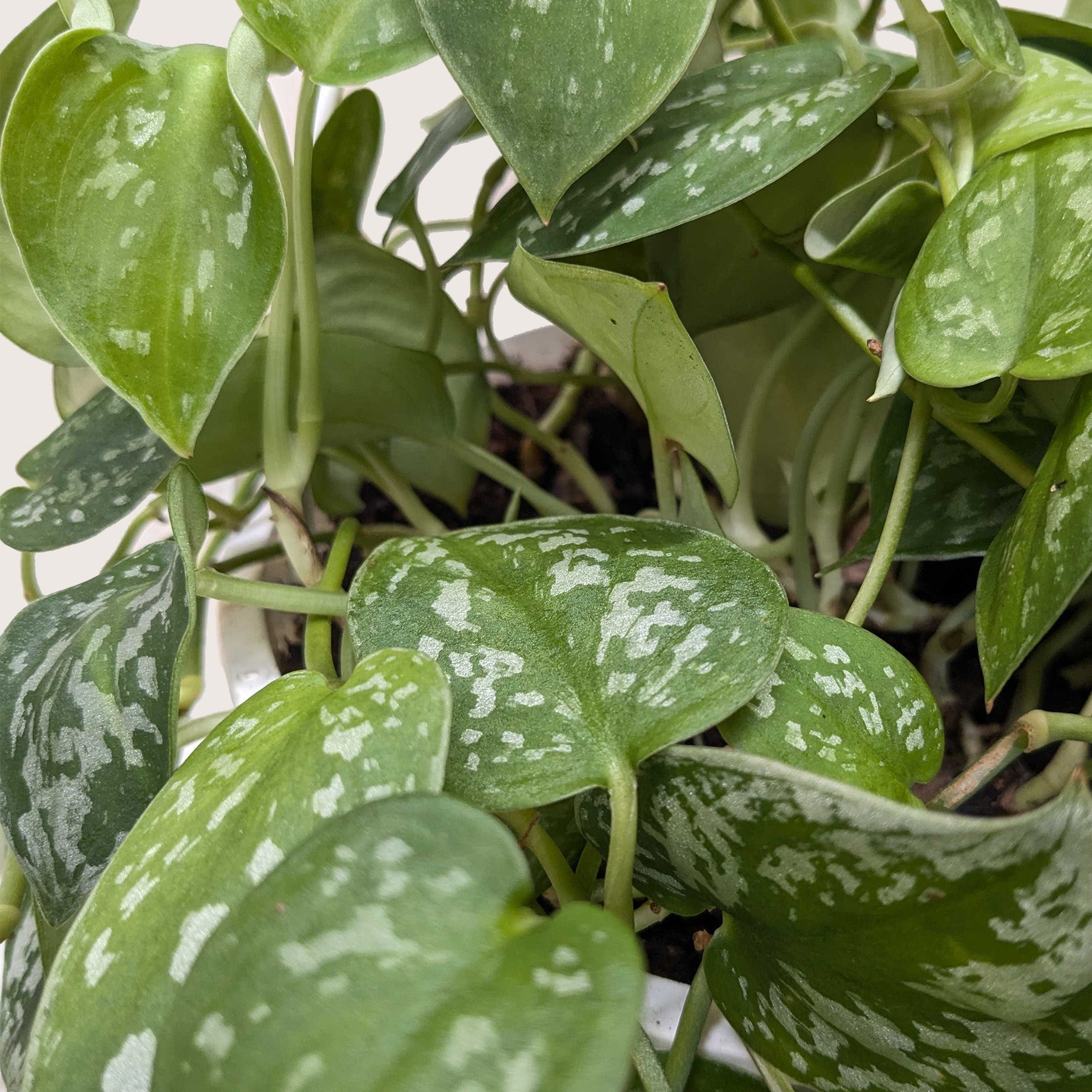 Close-up of a Pothos 'Satin' plant with heart-shaped, dark-green leaves splashed with silvery gray.