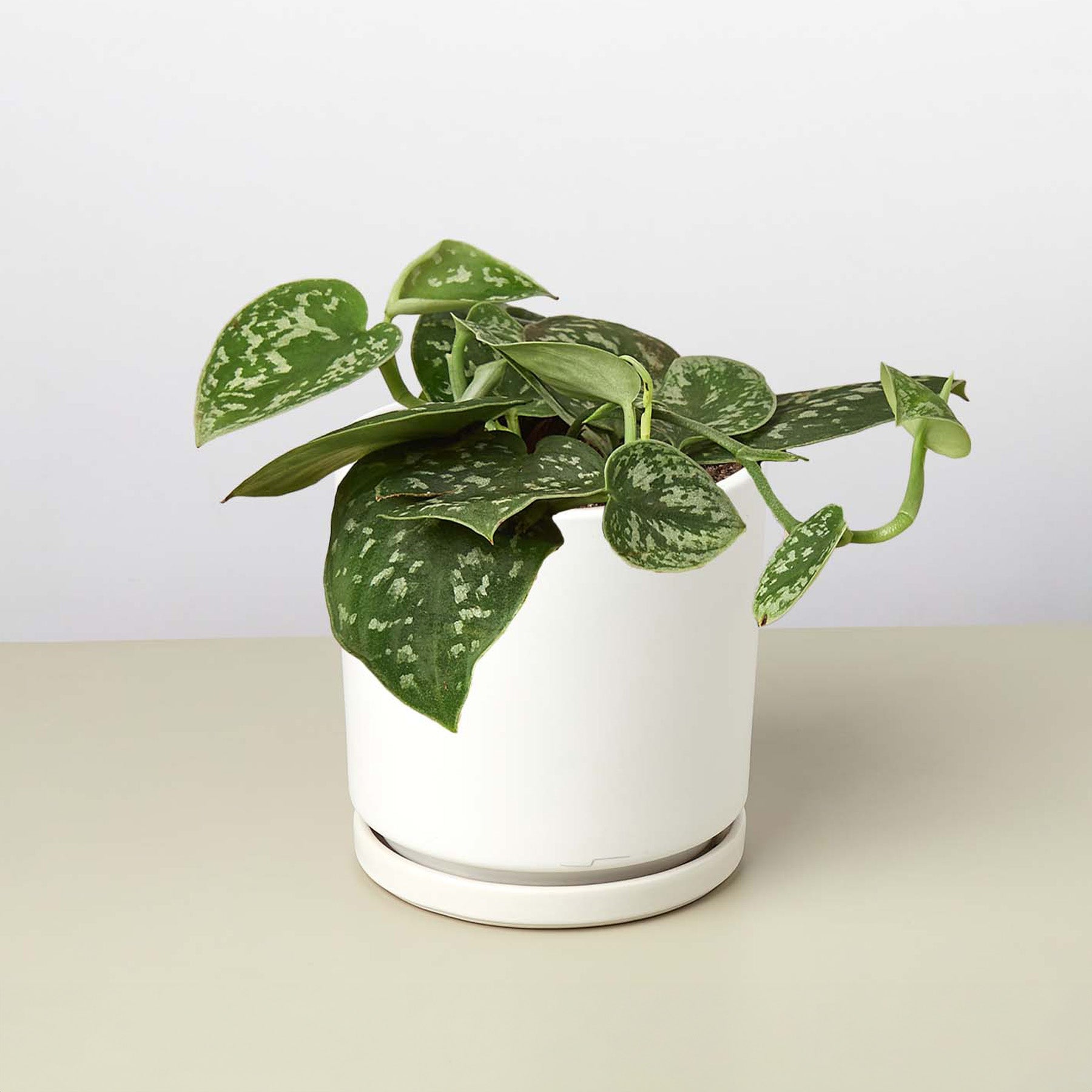 Pothos 'Satin' plant in a white ceramic pot with dark green, silver-splashed heart-shaped leaves.
