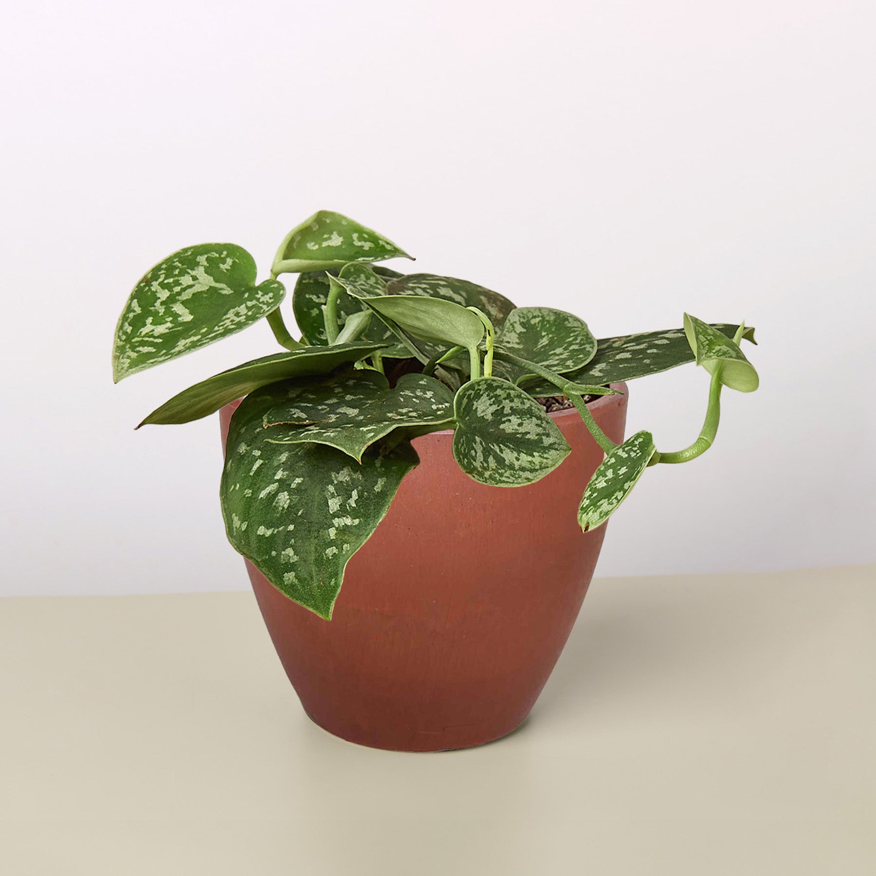 Pothos 'Satin' plant in a terracotta pot, featuring dark-green leaves with silvery-gray splashes.
