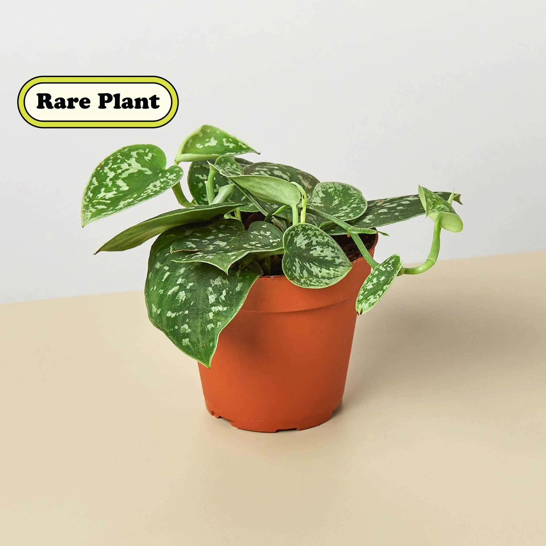 Pothos 'Satin' plant in a brown pot with dark-green, silvery-gray variegated heart-shaped leaves.
