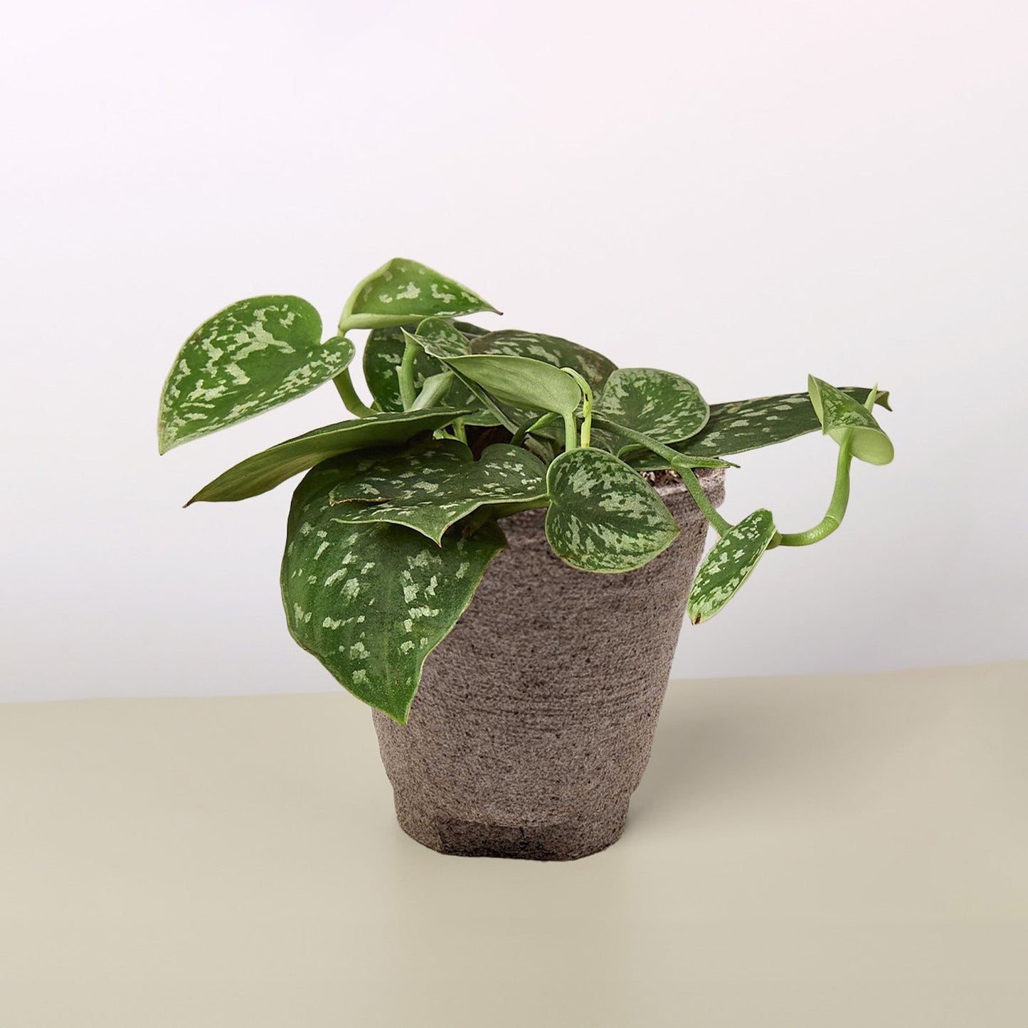 Pothos 'Satin' plant with dark green, silver-splashed heart-shaped leaves in a textured brown pot.
