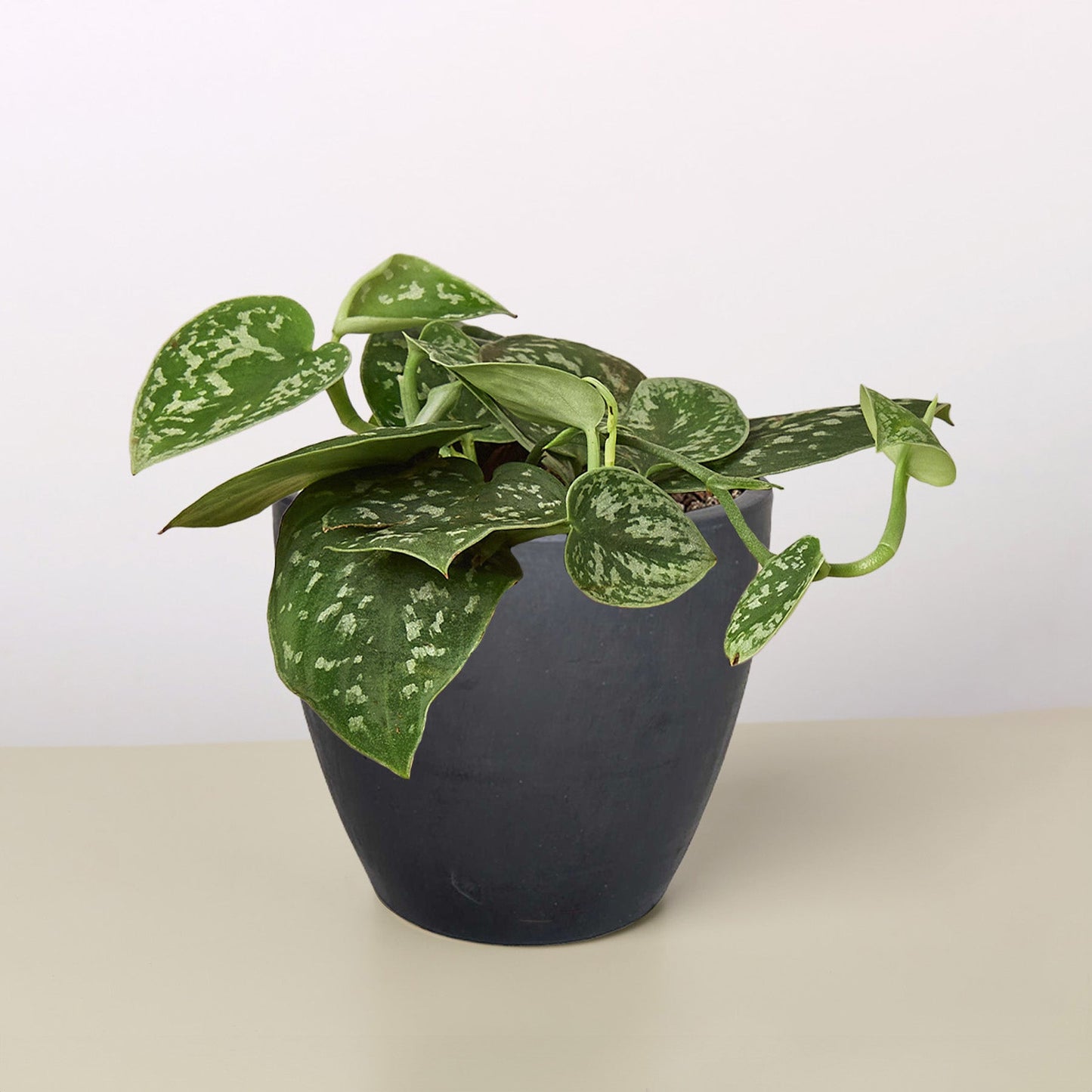 Pothos 'Satin' plant in a dark gray pot, featuring heart-shaped, dark green leaves with silvery gray splashes.