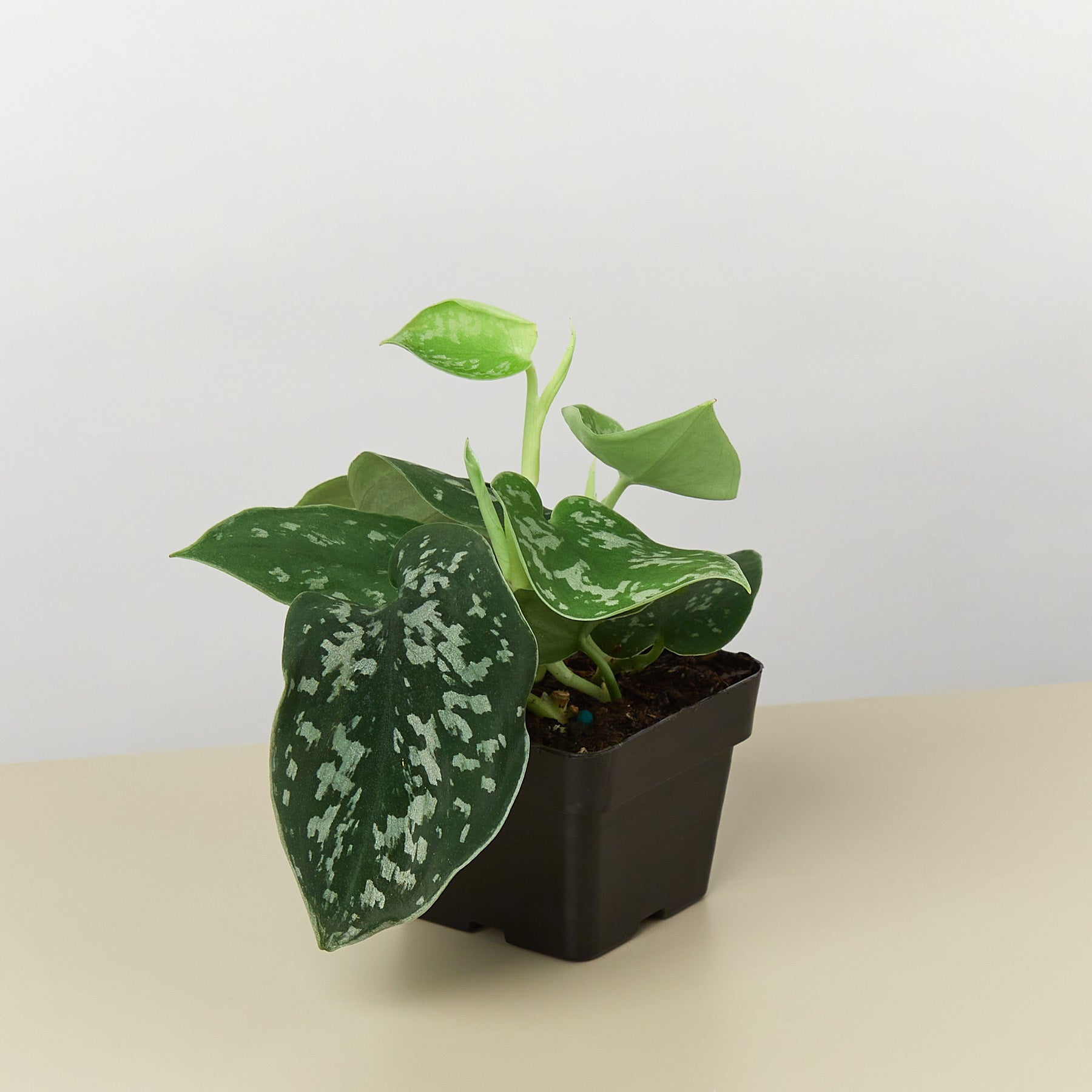 Pothos 'Satin' plant with dark green, heart-shaped leaves splashed with silvery gray in a black pot.