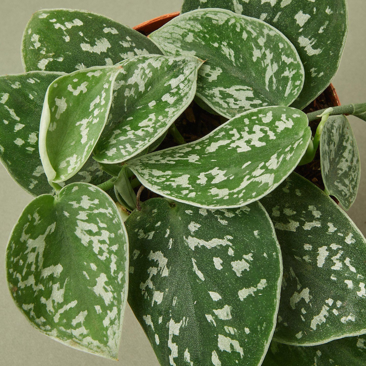 Close-up of a Pothos 'Satin' plant with dark green, heart-shaped leaves splashed with silvery gray.