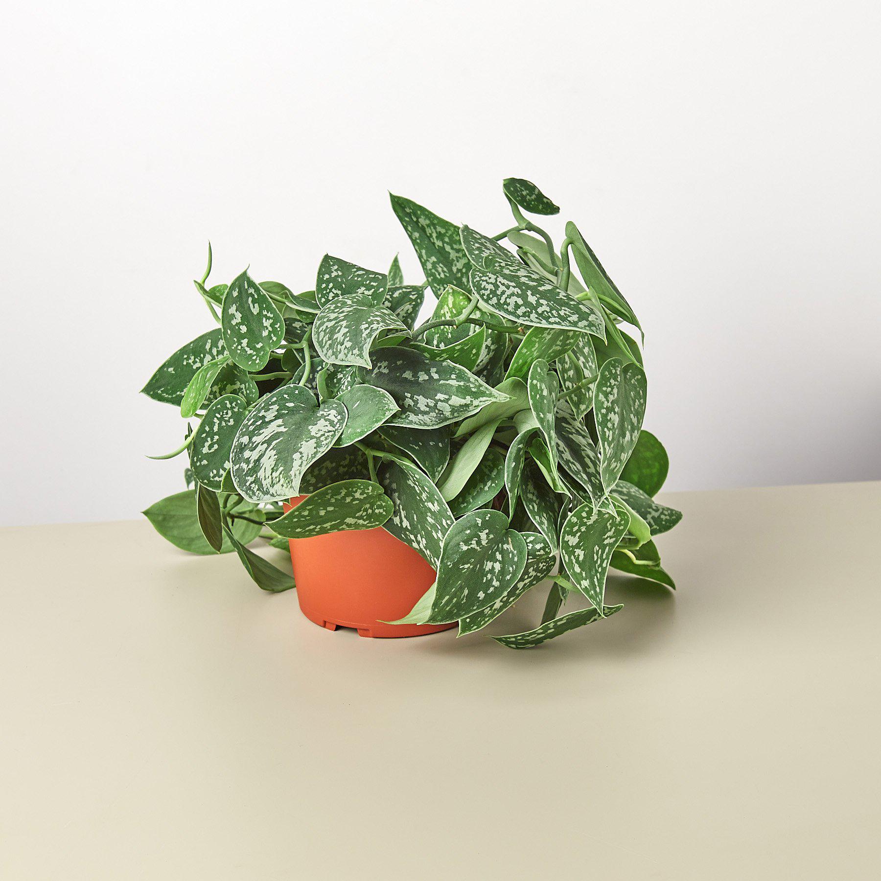 Pothos 'Satin' plant in an orange pot with dark-green, heart-shaped leaves splashed with silvery gray.