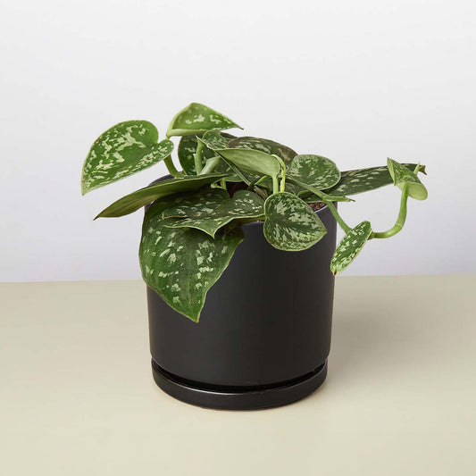 Satin Pothos plant with dark green, silver-splashed heart-shaped leaves in a black pot.