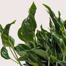 Close-up of Pothos 'Shangri La' with dark green, contorted leaves and subtle yellow variegation.