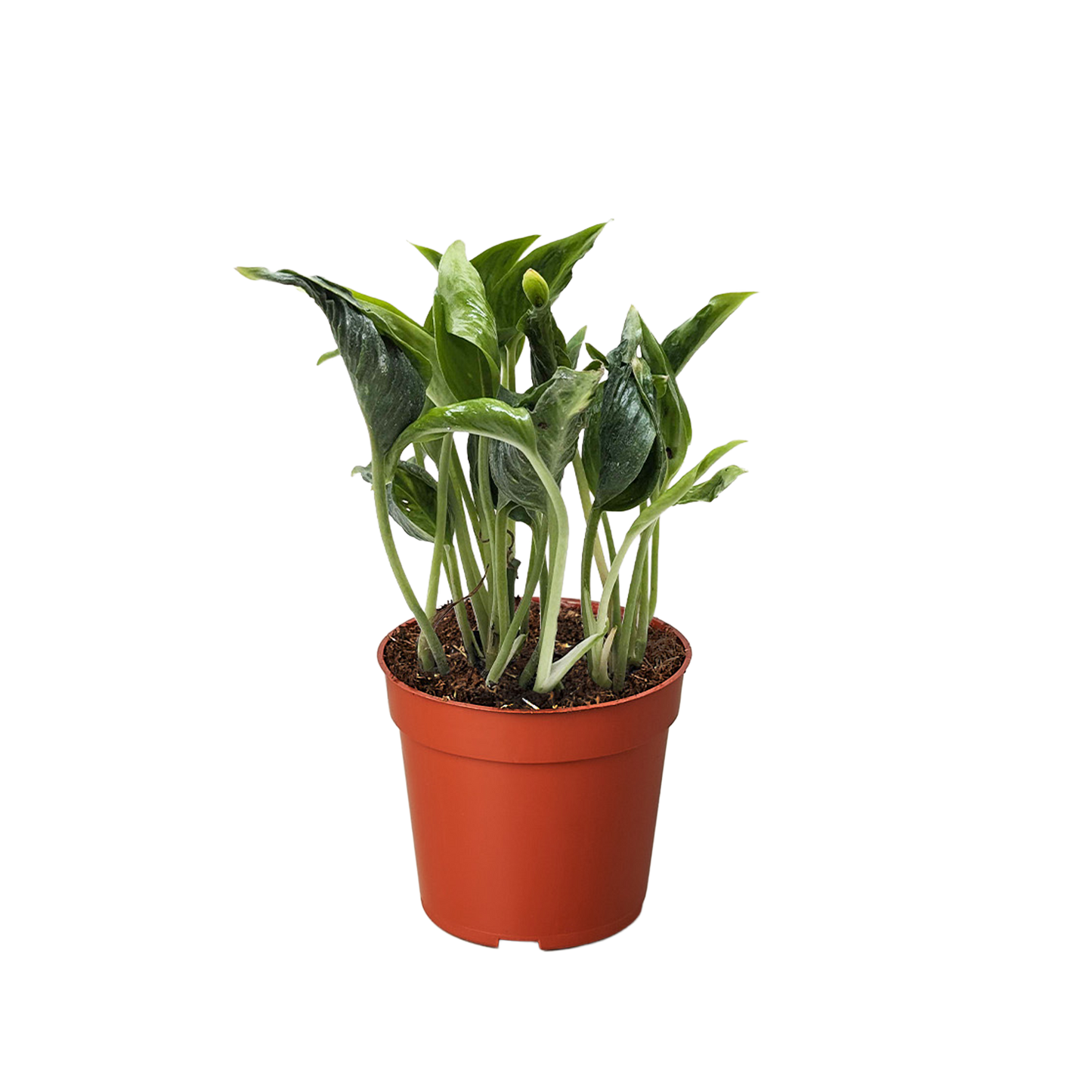Pothos 'Shangri La' plant in a brown pot, featuring dark green, contorted leaves with subtle yellow variegation.