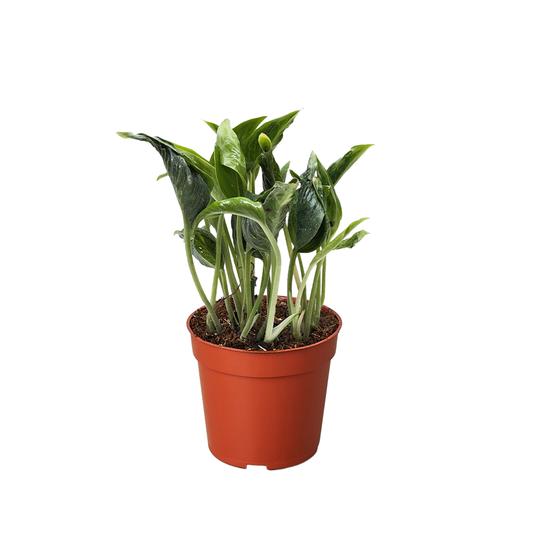 Pothos 'Shangri La' plant in a brown pot, featuring dark green, contorted leaves with subtle yellow variegation.