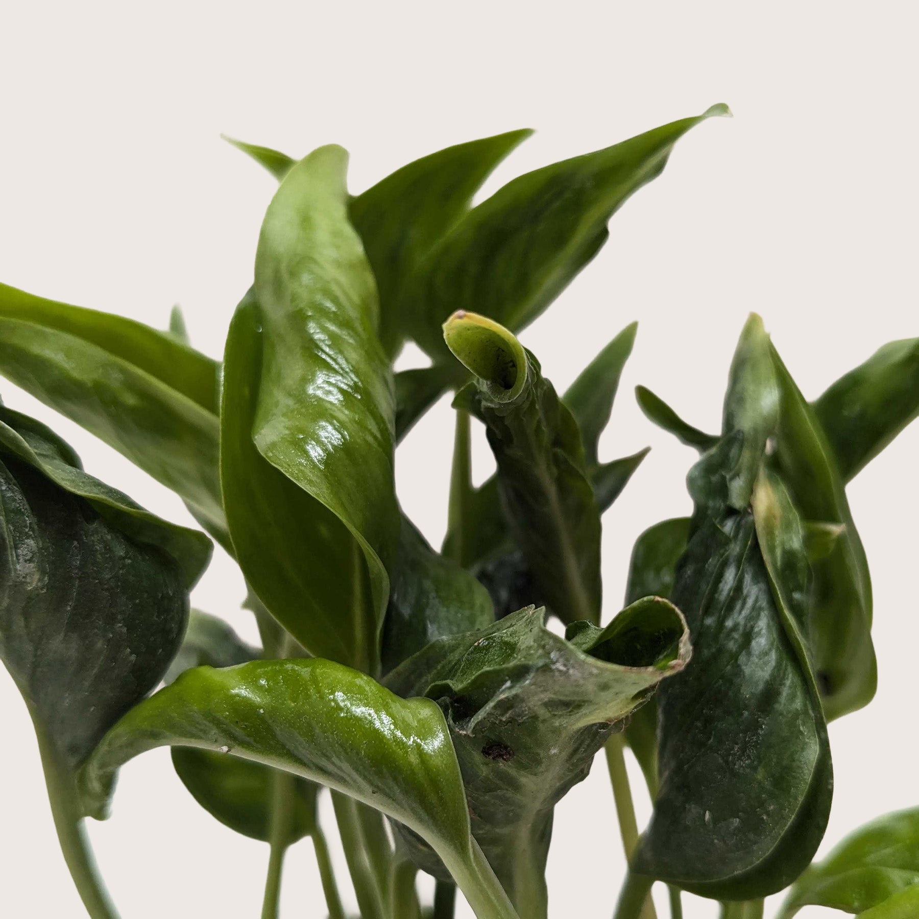 Close-up of Pothos 'Shangri La' plant with glossy, contorted green leaves and subtle yellow variegation.