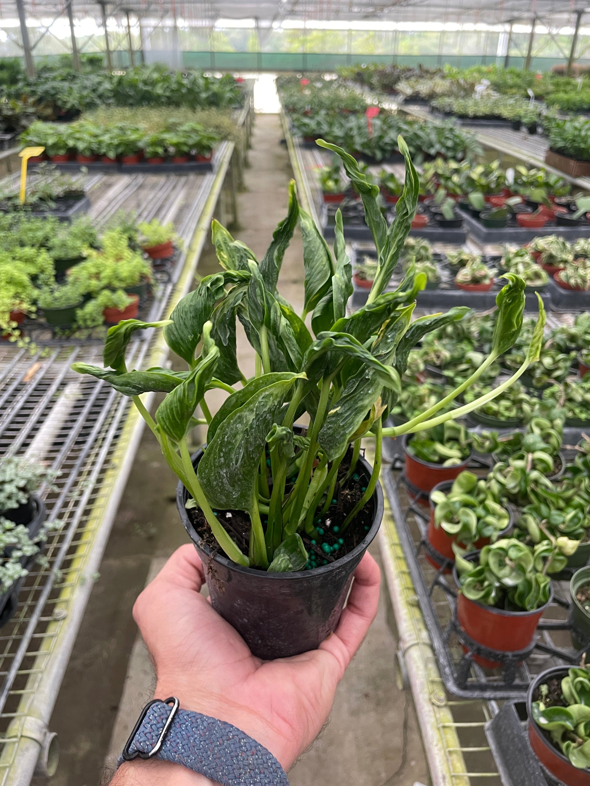 Hand holding a Pothos 'Shangri La' plant in a black pot, showing its contorted green leaves with yellow variegation.