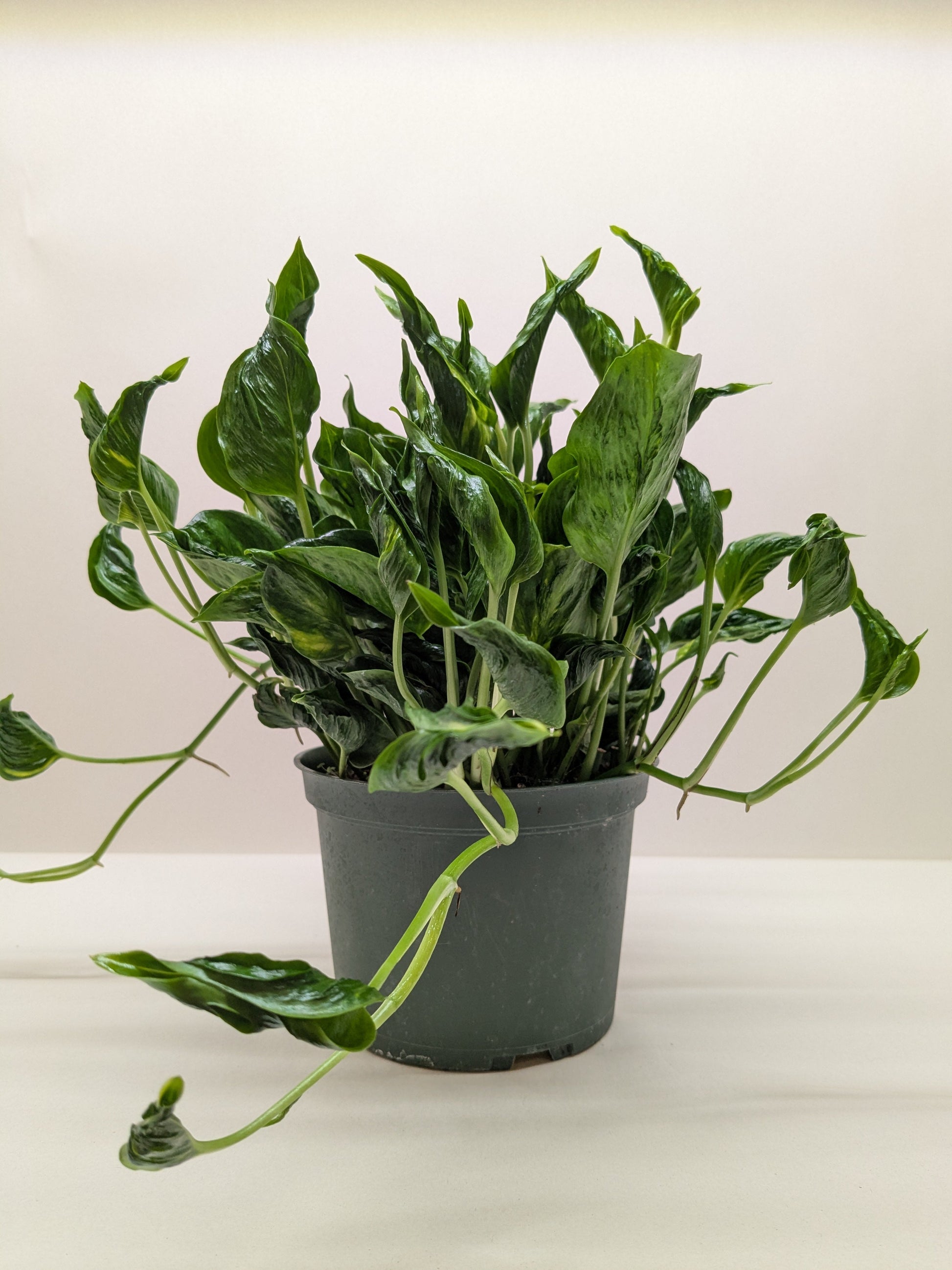 Pothos 'Shangri La' plant in a dark green pot, featuring contorted, glossy green leaves with subtle yellow variegation.