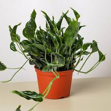 Pothos 'Shangri La' plant in an orange pot, with dark green, contorted leaves and yellow variegation.