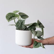 Hand holding a Pothos 'Silver Splash' plant in a white pot, featuring heart-shaped leaves with silver splashing.
