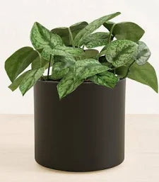 Pothos 'Silver Splash' plant in a matte black cylindrical pot, showing green leaves with silver markings.