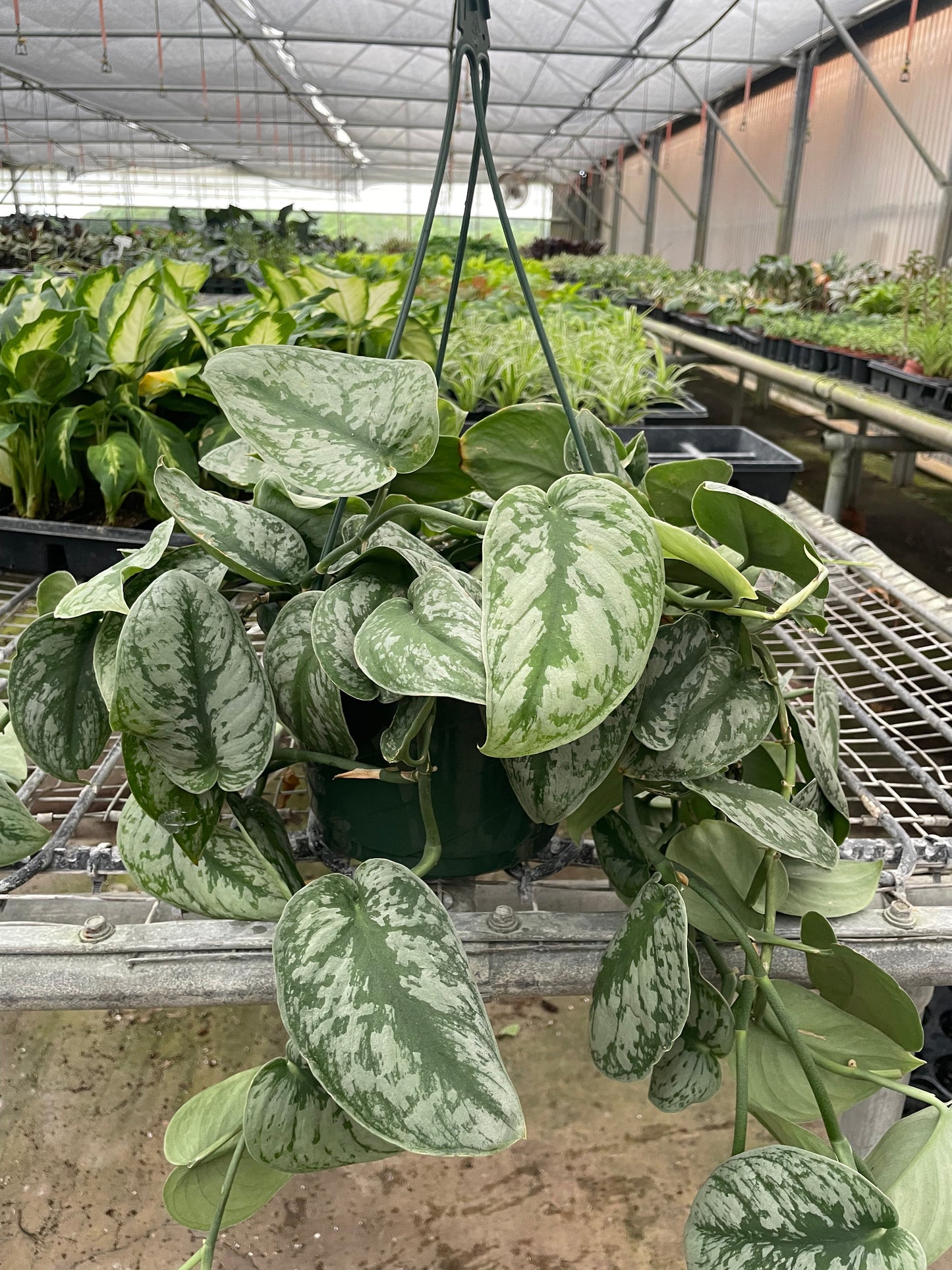 Hanging Pothos 'Silver Splash' plant with heart-shaped leaves and wide silver markings in a greenhouse.