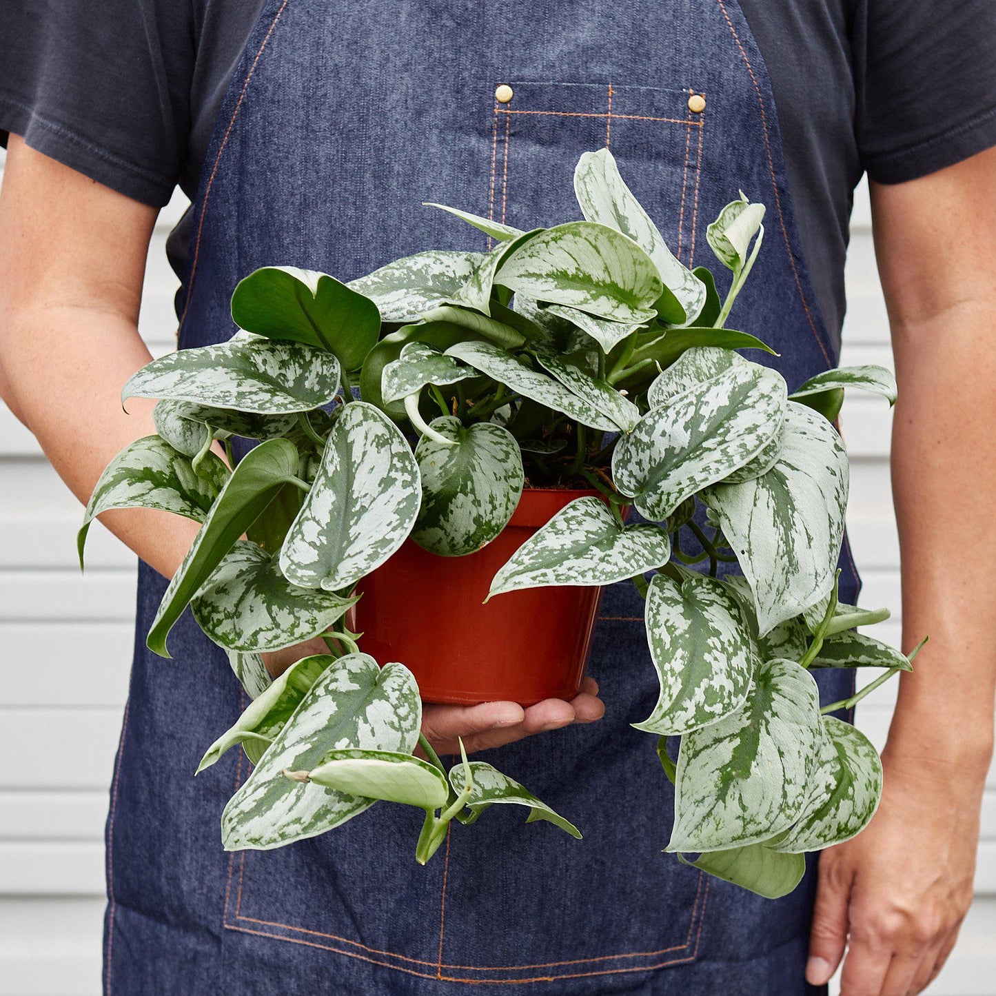 Person in denim apron holding a potted Scindapsus pictus 'Exotica' with silver-splashed leaves.