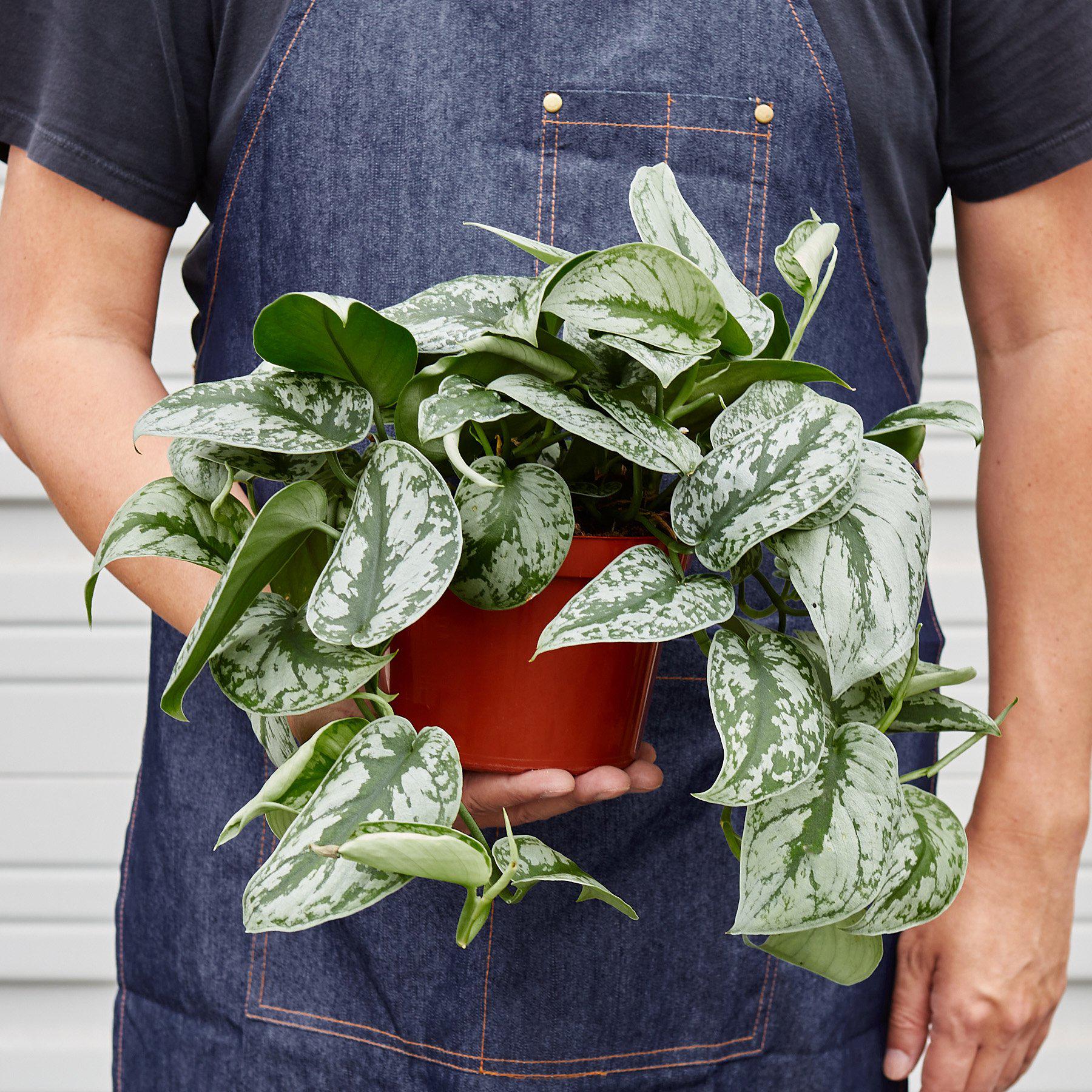 Person in denim apron holding a potted Scindapsus pictus 'Exotica' with silver-splashed leaves.